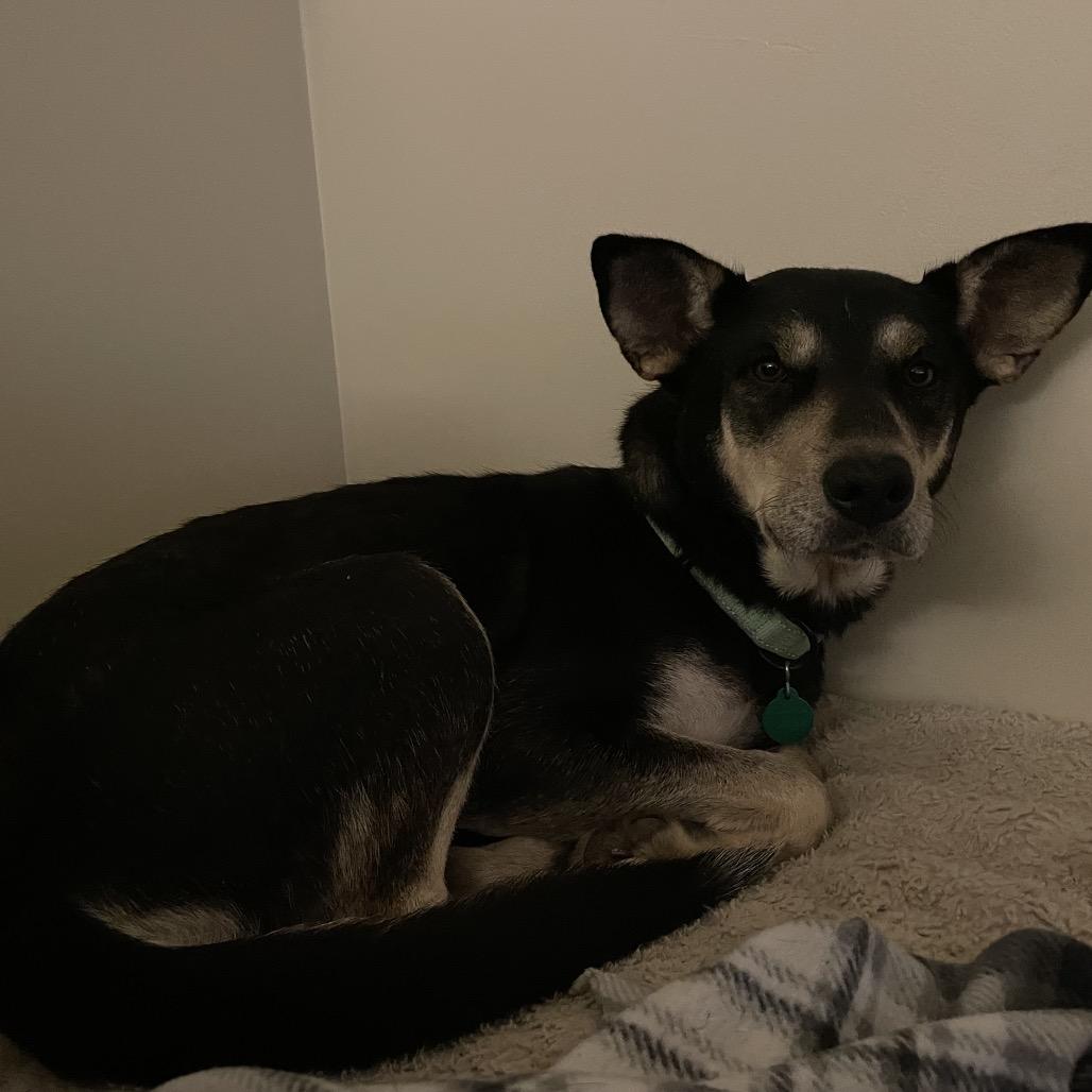 Enlarge Talia, a Adoptable Mixed Breed in Buffalo, MN image 4/4