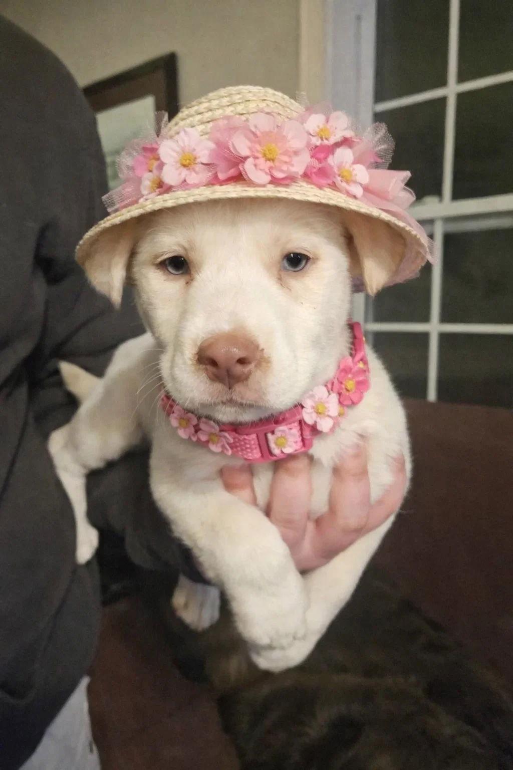 Enlarge Moonpie, a Adoptable Labrador Retriever in Mount Laurel, NJ image 2/2