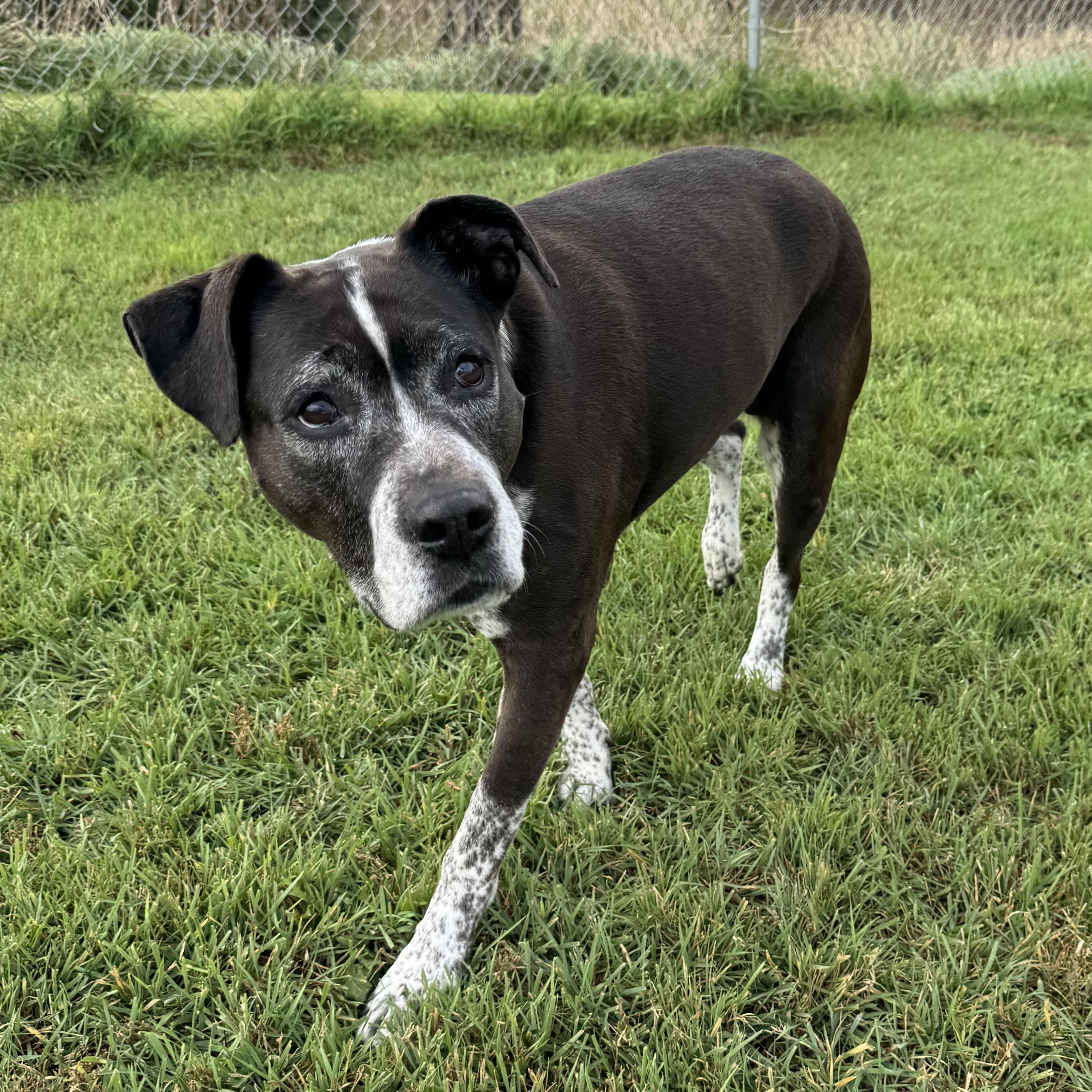 Enlarge Sugar, a Adoptable Mixed Breed in Morris, MN image 3/5