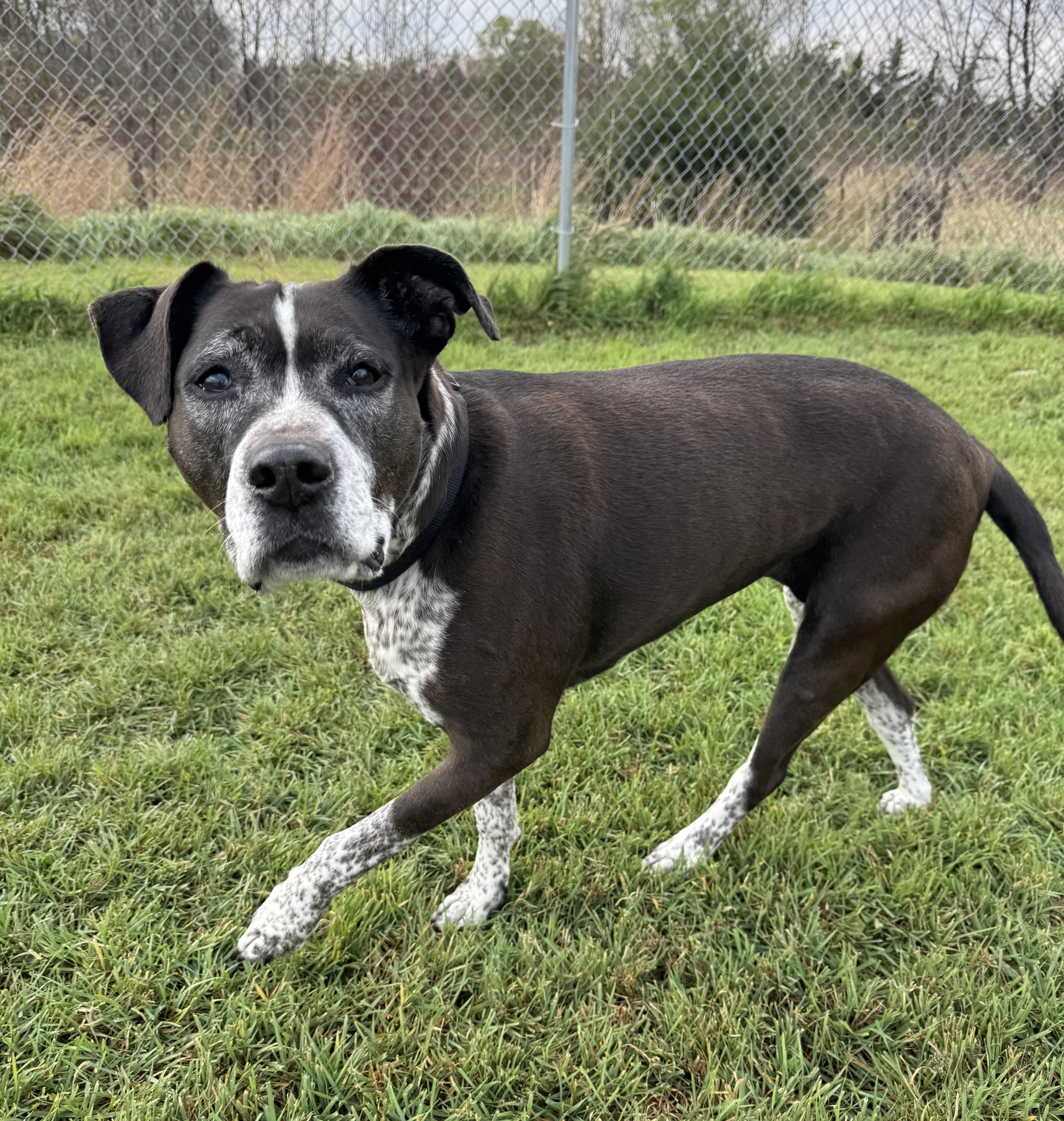 Enlarge Sugar, a Adoptable Mixed Breed in Morris, MN image 1/5
