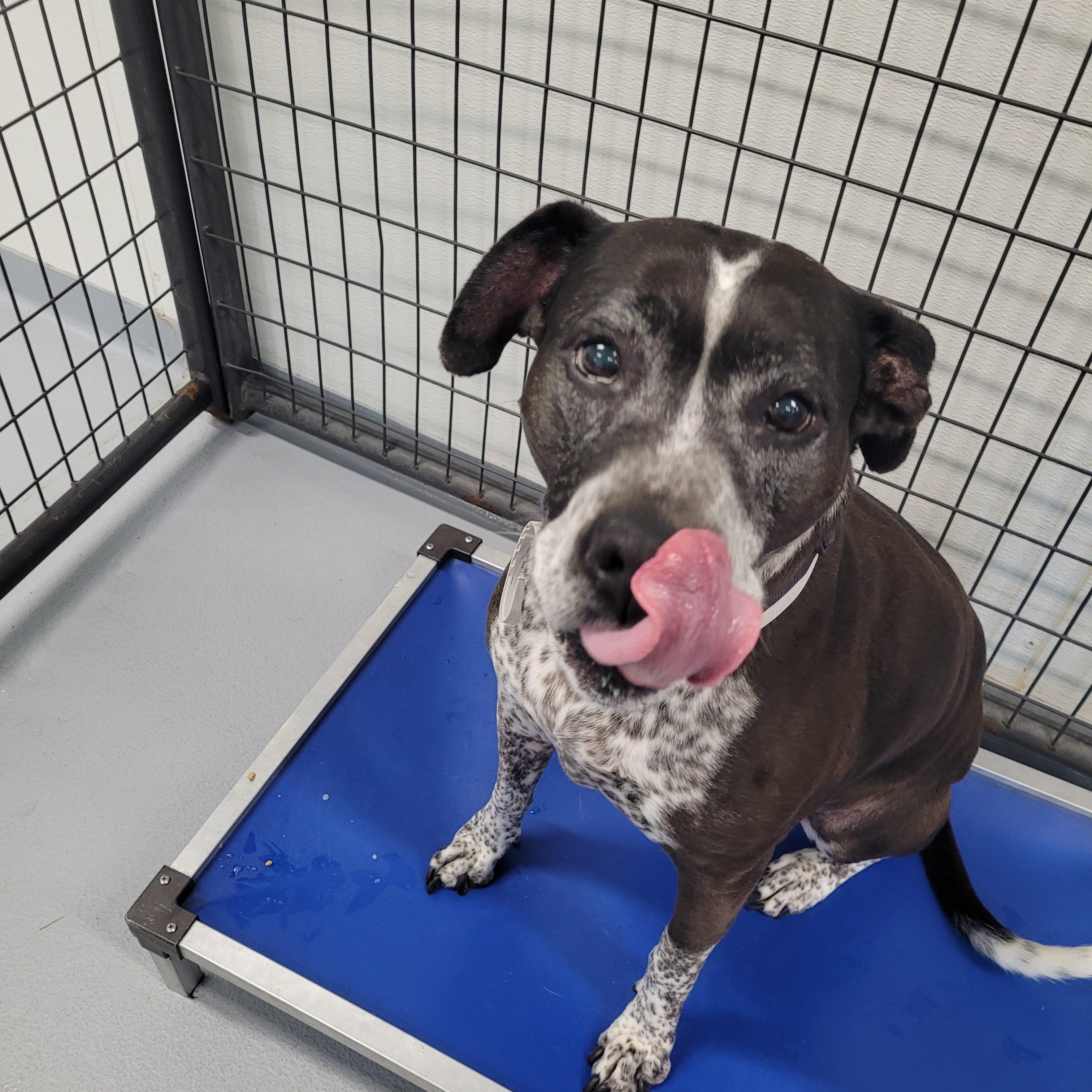 Sugar, Adoptable, Senior Female Mixed Breed.