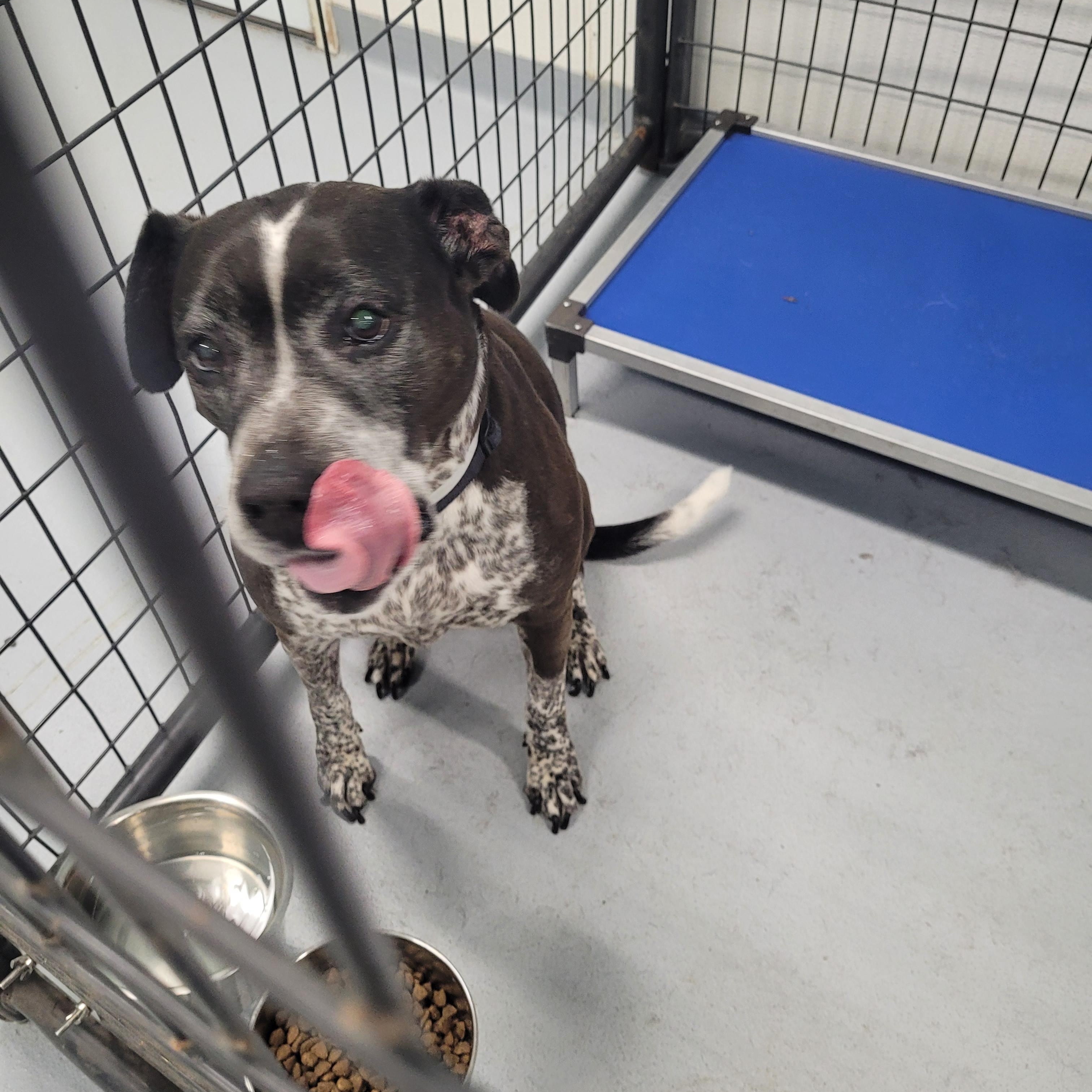 Enlarge Sugar, a Adoptable Mixed Breed in Morris, MN image 5/5