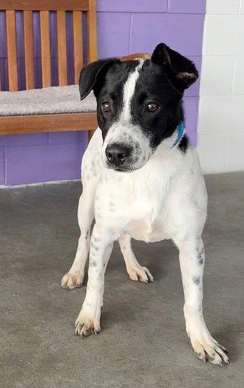 **LOUISE**, a Adoptable Australian Cattle Dog / Blue Heeler in North Prairie, WI image 3/3