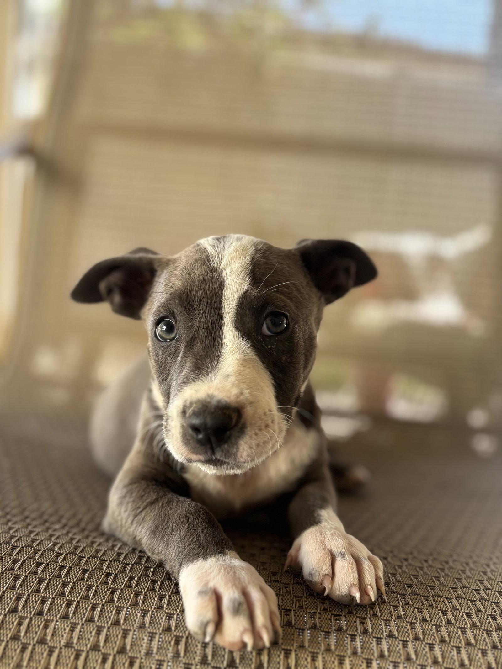 Enlarge Leonard, a Adoptable mixed breed in Fullerton, CA image 1/3