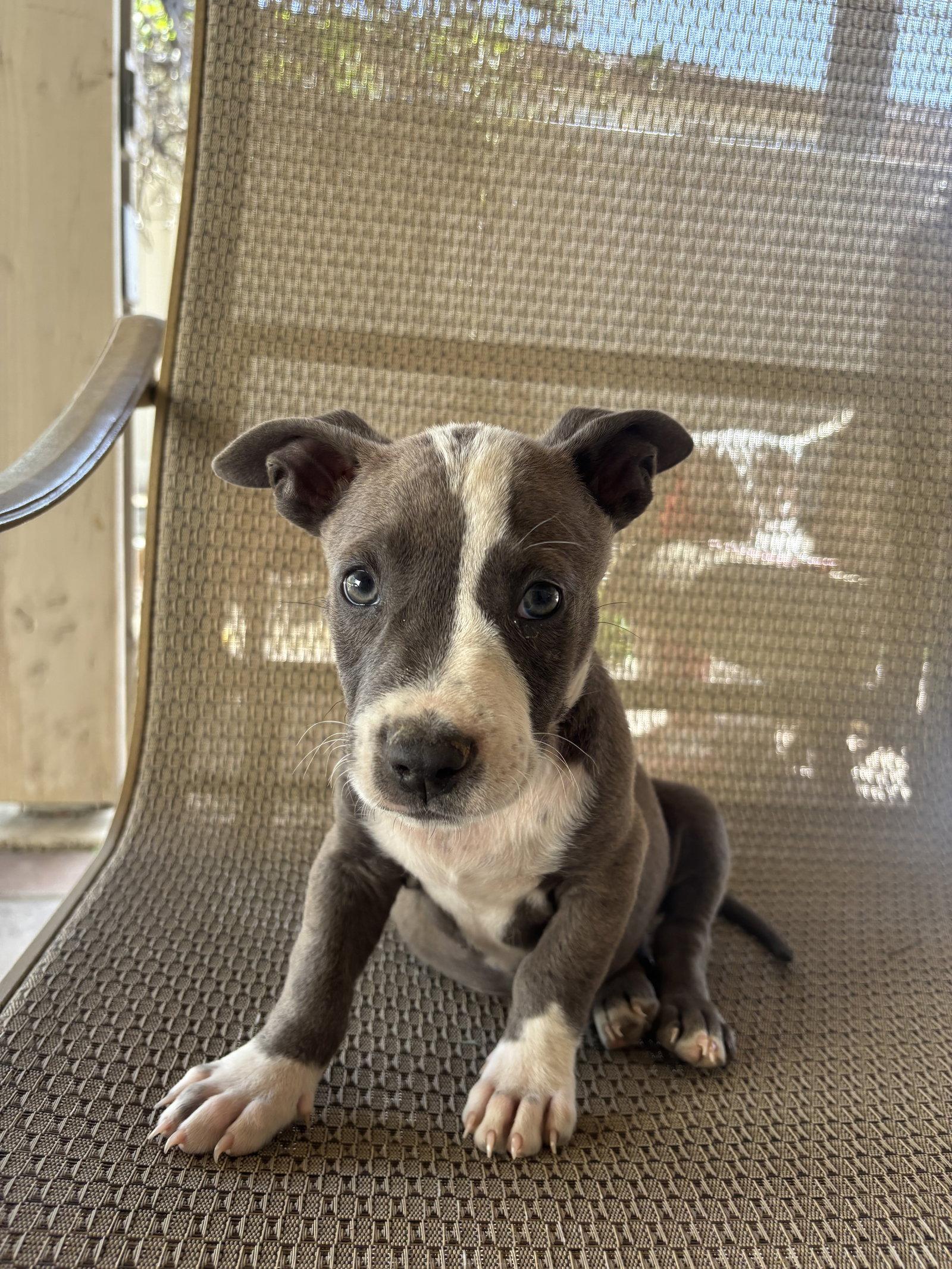 Enlarge Leonard, a Adoptable mixed breed in Fullerton, CA image 2/3