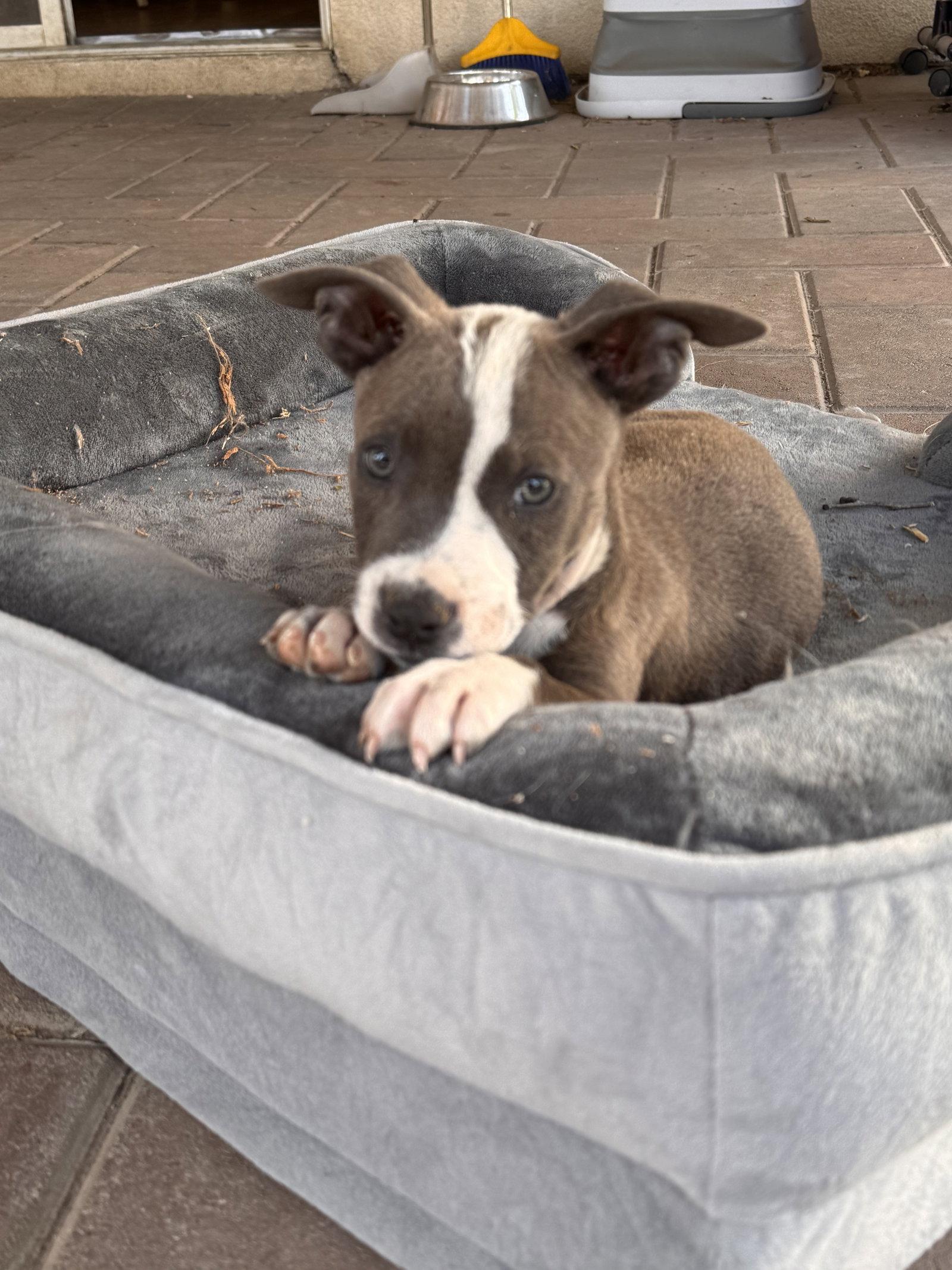 Enlarge Leonard, a Adoptable mixed breed in Fullerton, CA image 3/3
