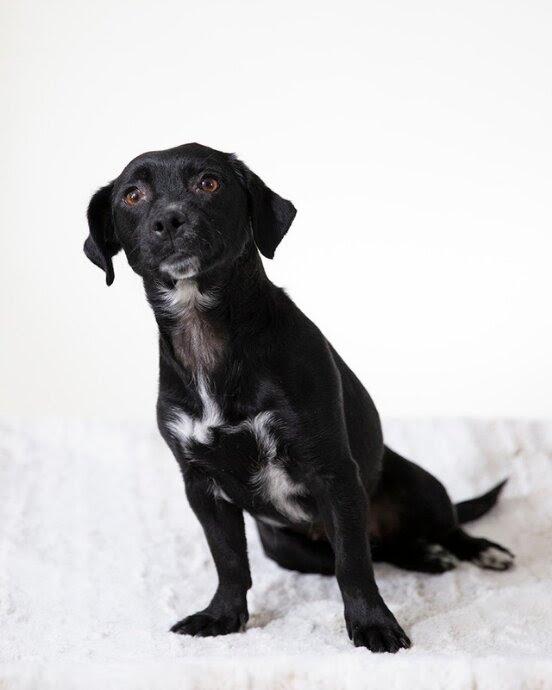 Robyn, Adoptable, Young Female Chiweenie & Chihuahua.