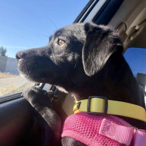 Robyn, Adoptable, Young Female Chiweenie & Chihuahua.
