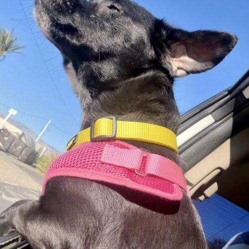 Robyn, a Adoptable mixed breed in Coachella, CA image 3/4