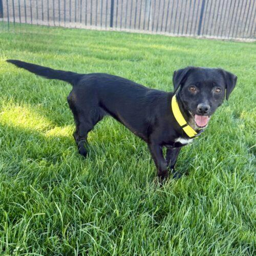 Robyn, a Adoptable mixed breed in Coachella, CA image 4/4