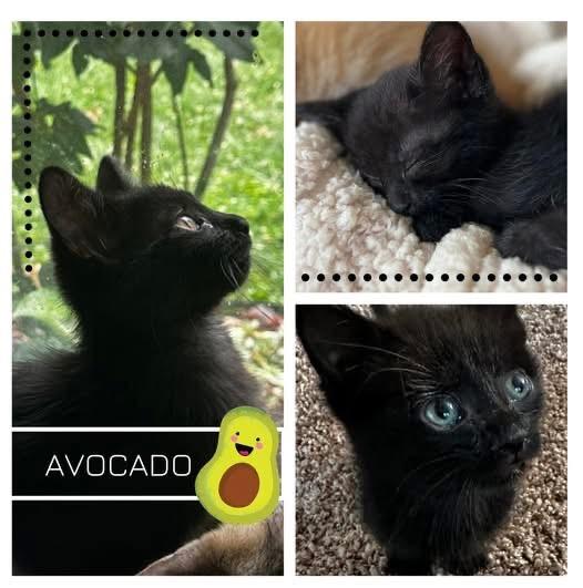 Avocado