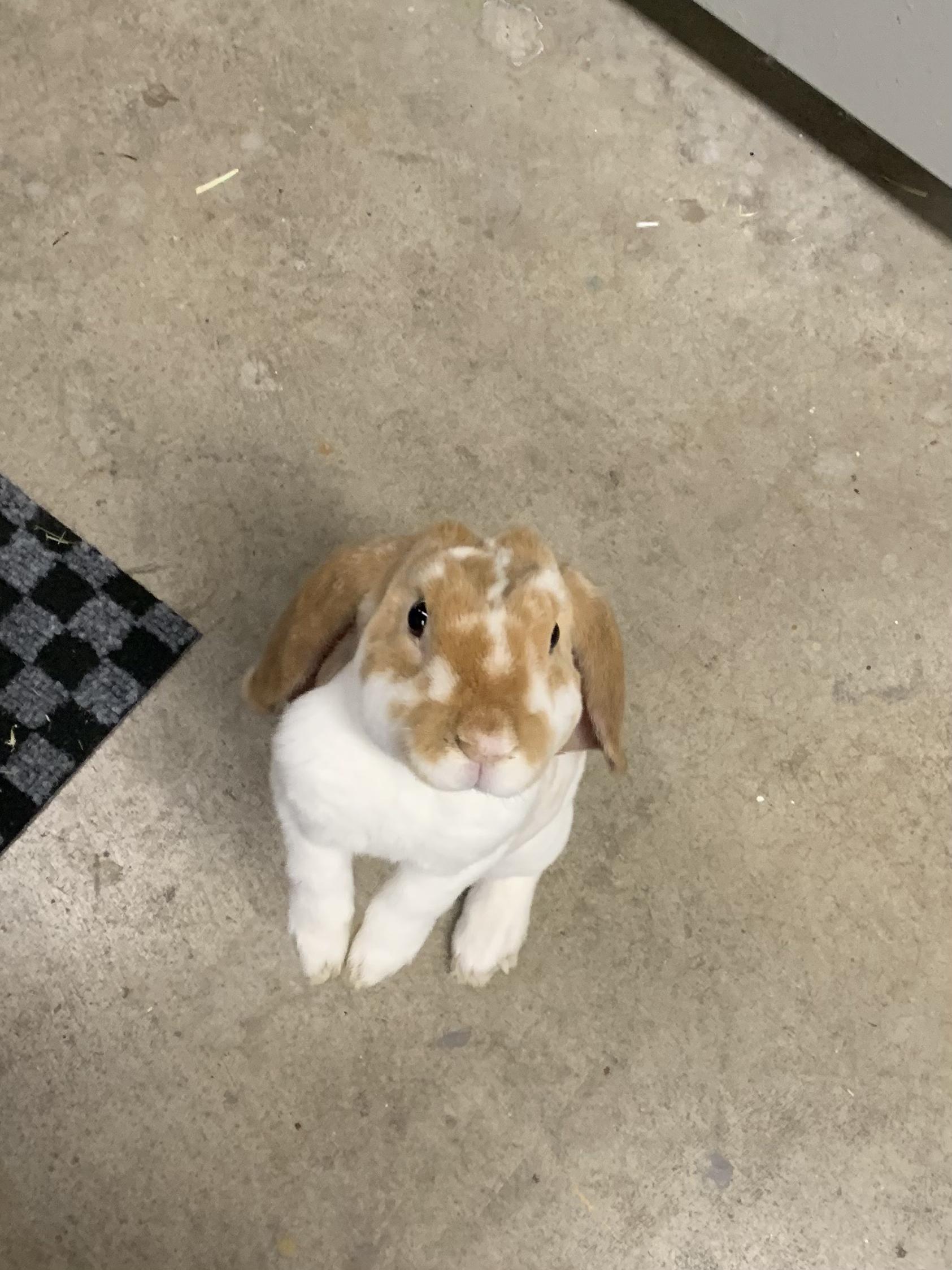 Emmit, a Adopted English Lop in Brighton, CO image 1/5