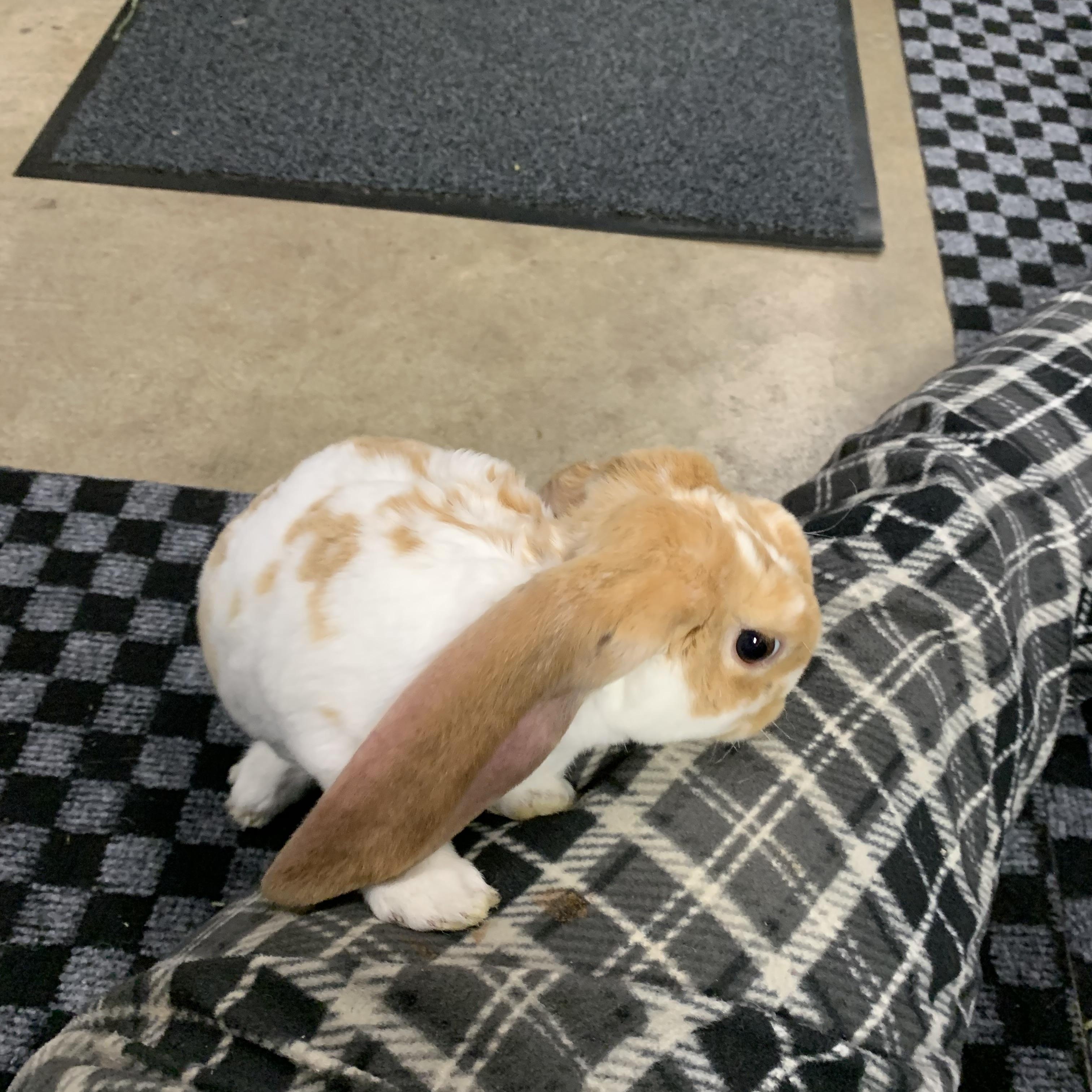 Emmit, a Adopted English Lop in Brighton, CO image 3/5