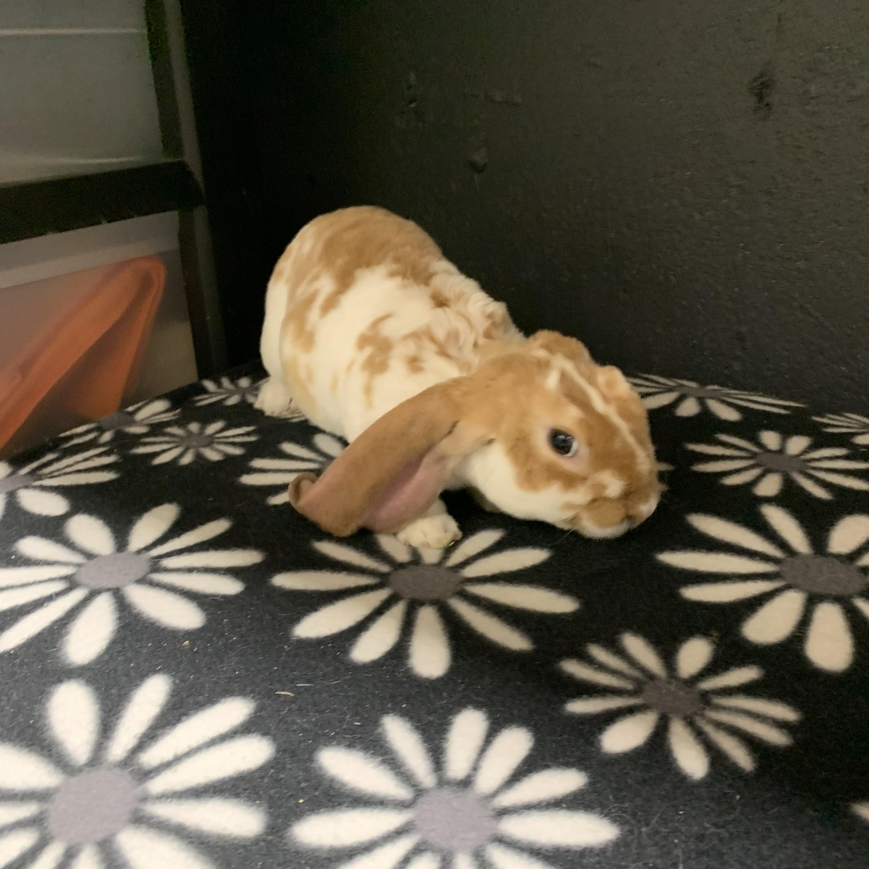 Emmit, Adopted, Young Male English Lop.