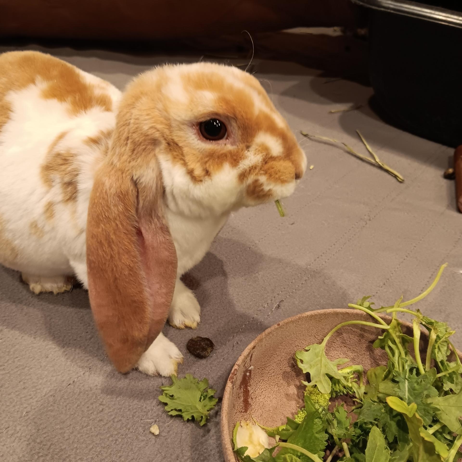 Emmit, a Adopted English Lop in Brighton, CO image 4/5