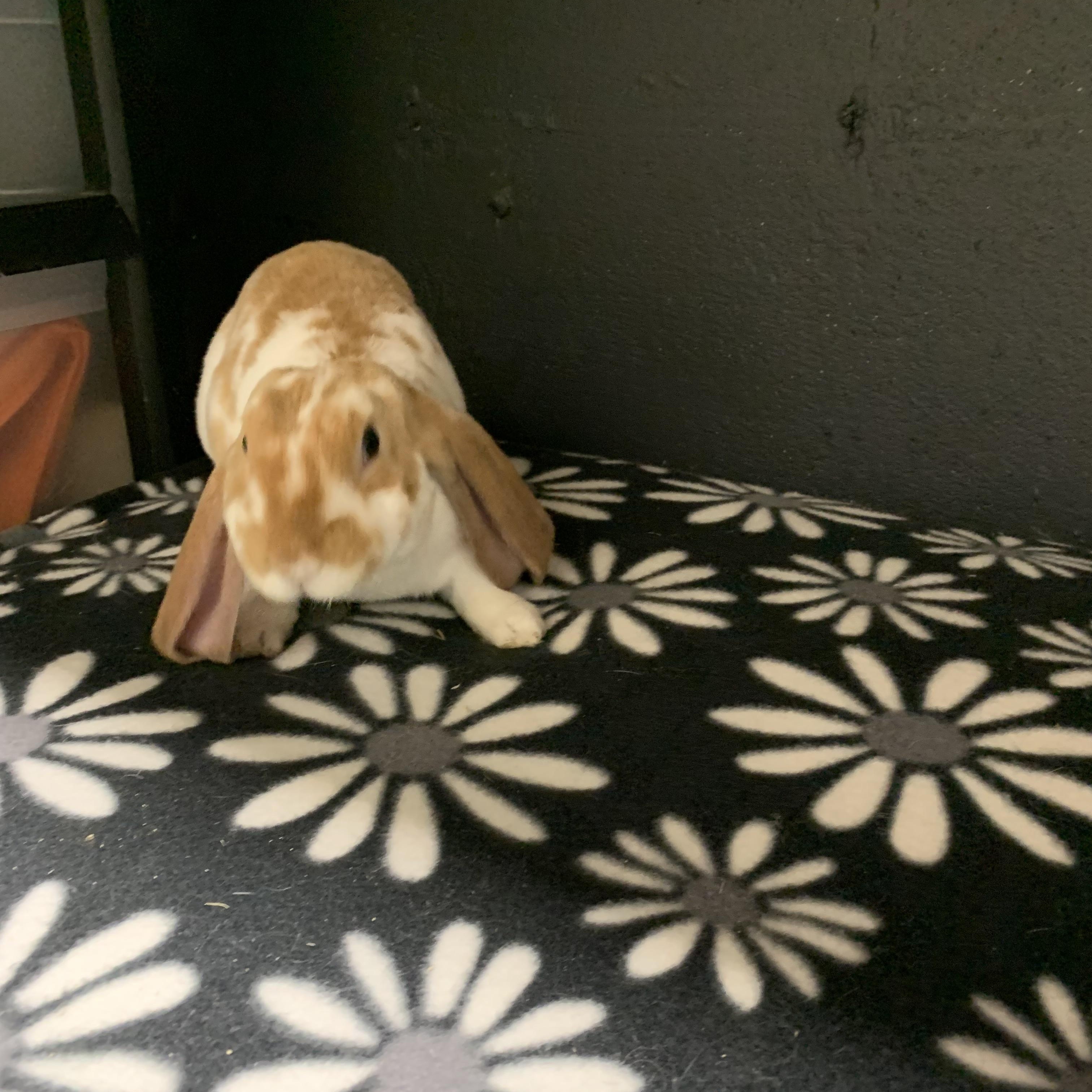 Emmit, a Adopted English Lop in Brighton, CO image 5/5