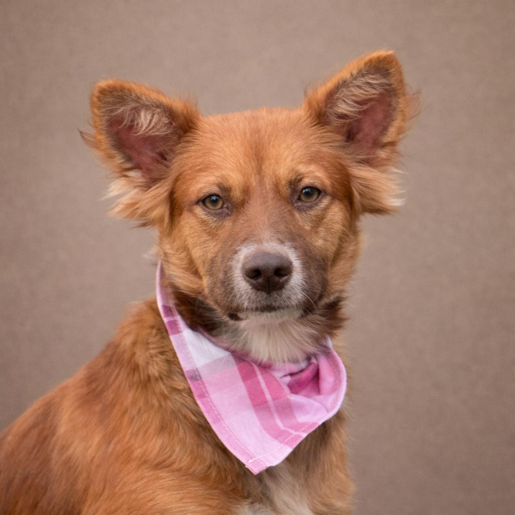 The Little Fox‑Lookalike With a Big Heart, Adoptable, Young Female Chihuahua.