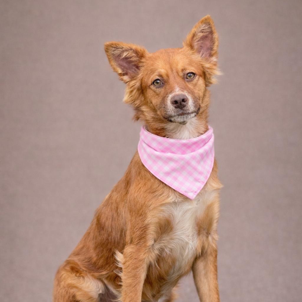 Enlarge The Little Fox‑Lookalike With a Big Heart, a Adoptable mixed breed in Austin, TX image 4/5