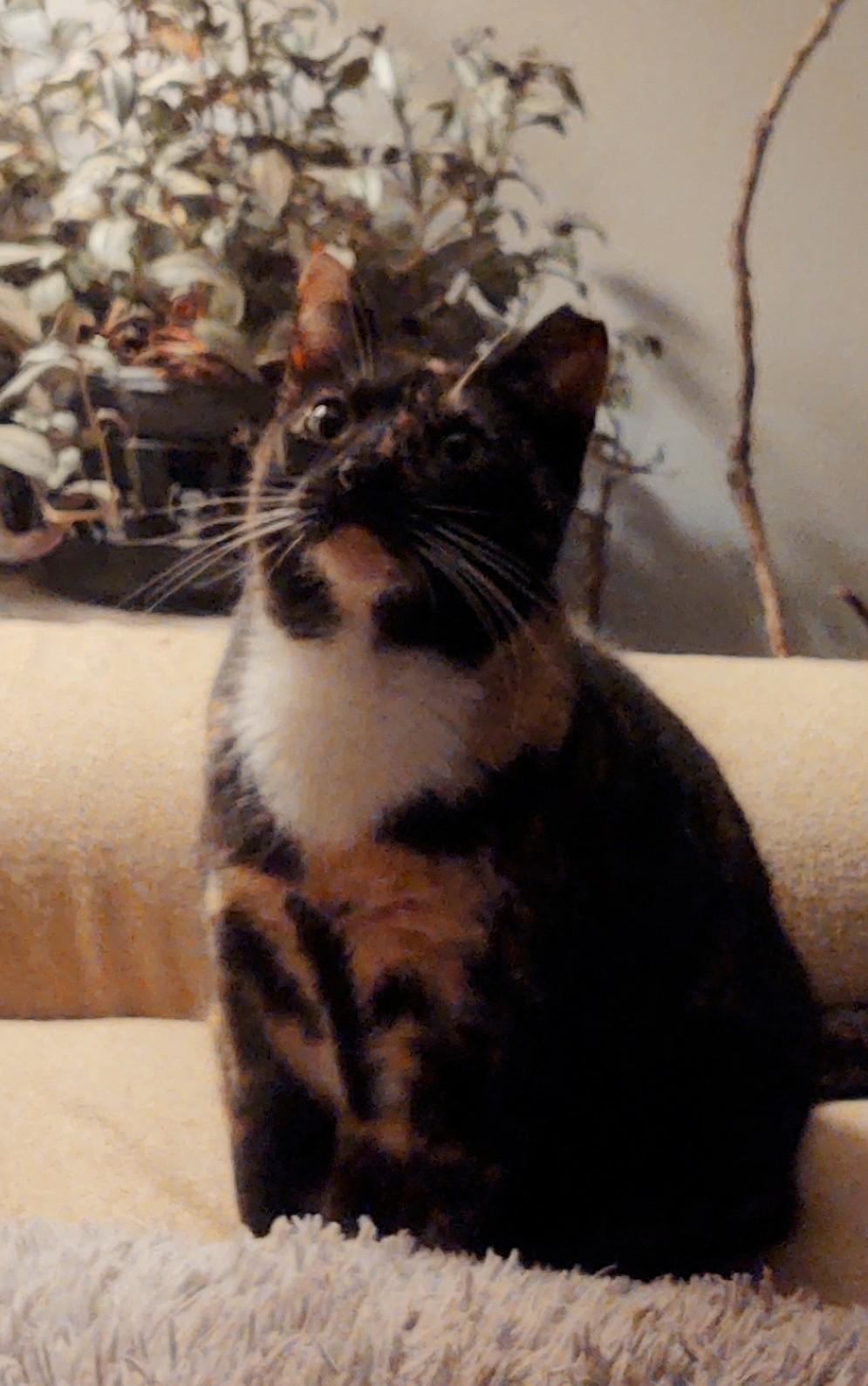 Meow, ADOPTABLE, Senior Female American Shorthair.