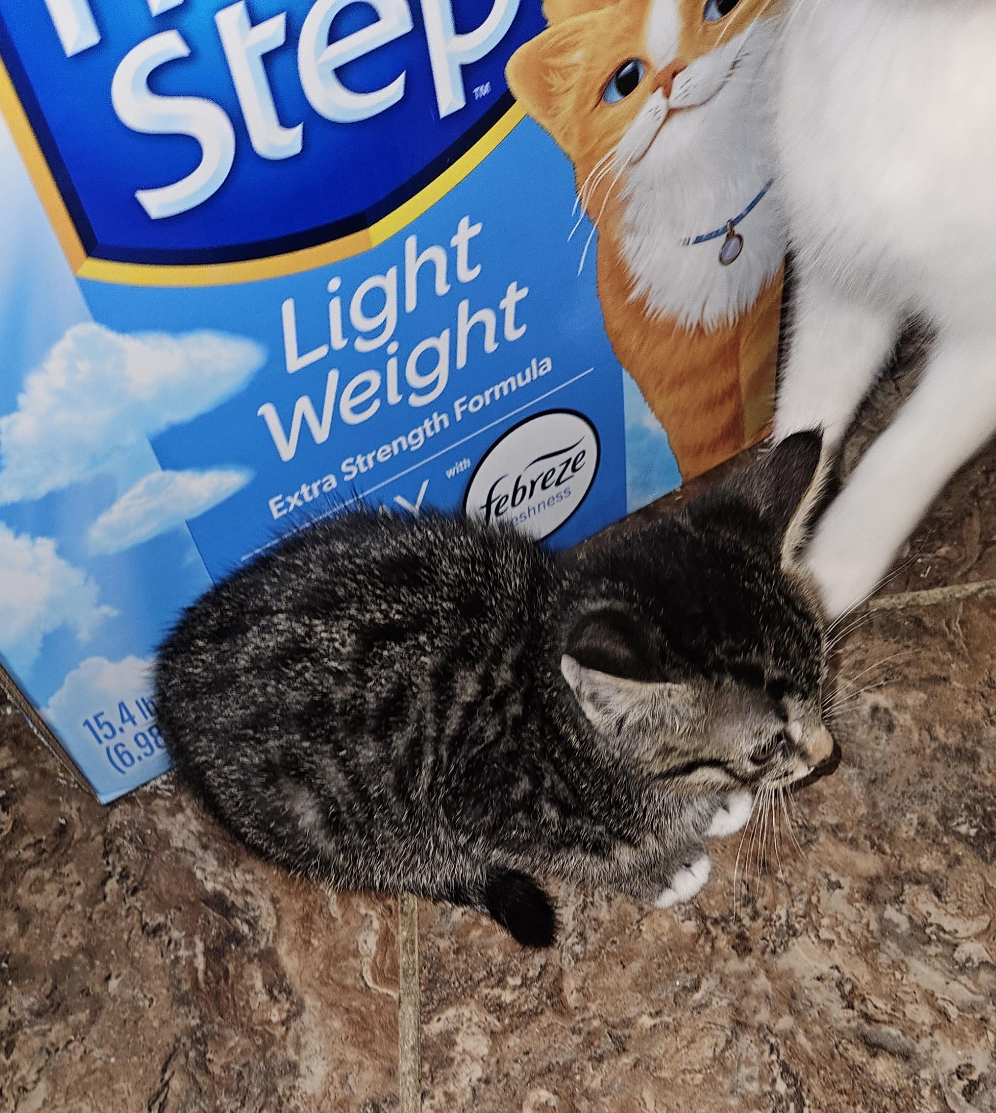 Dillon, Adoptable, Kitten Male Domestic Short Hair.