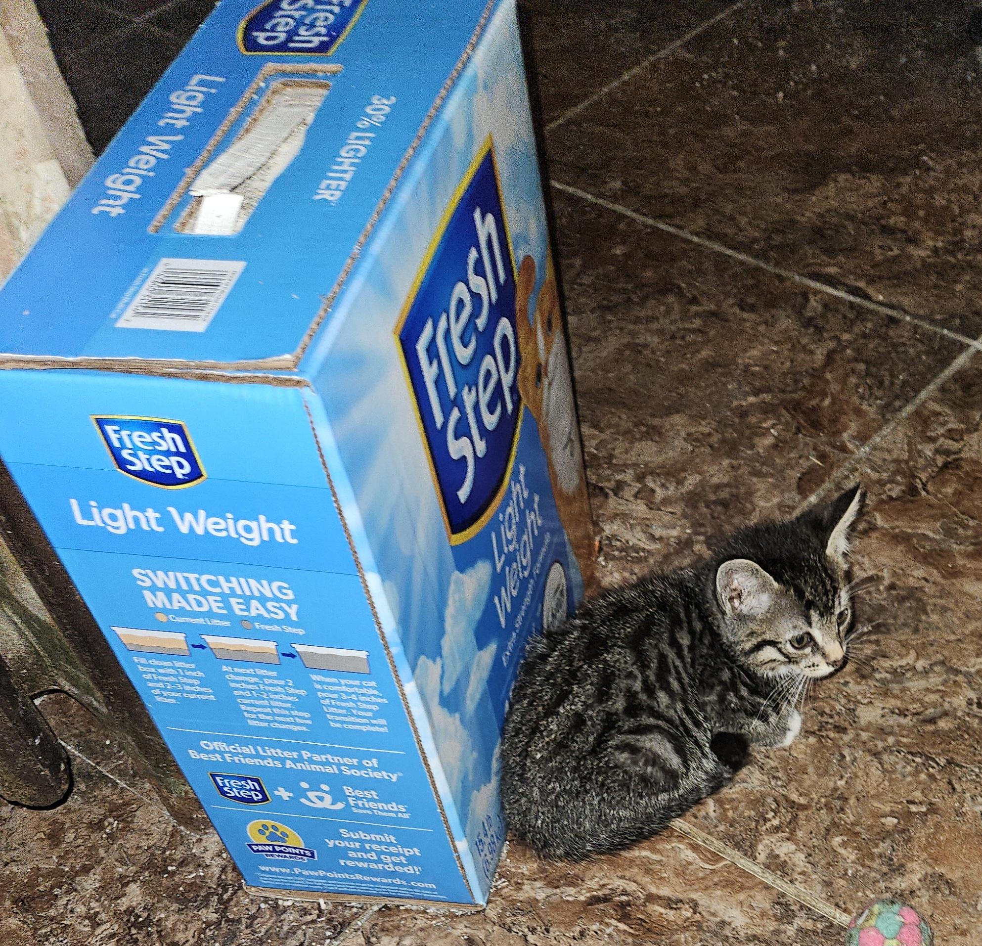 Dillon, a Adoptable Domestic Short Hair in Mansfield, PA image 2/3