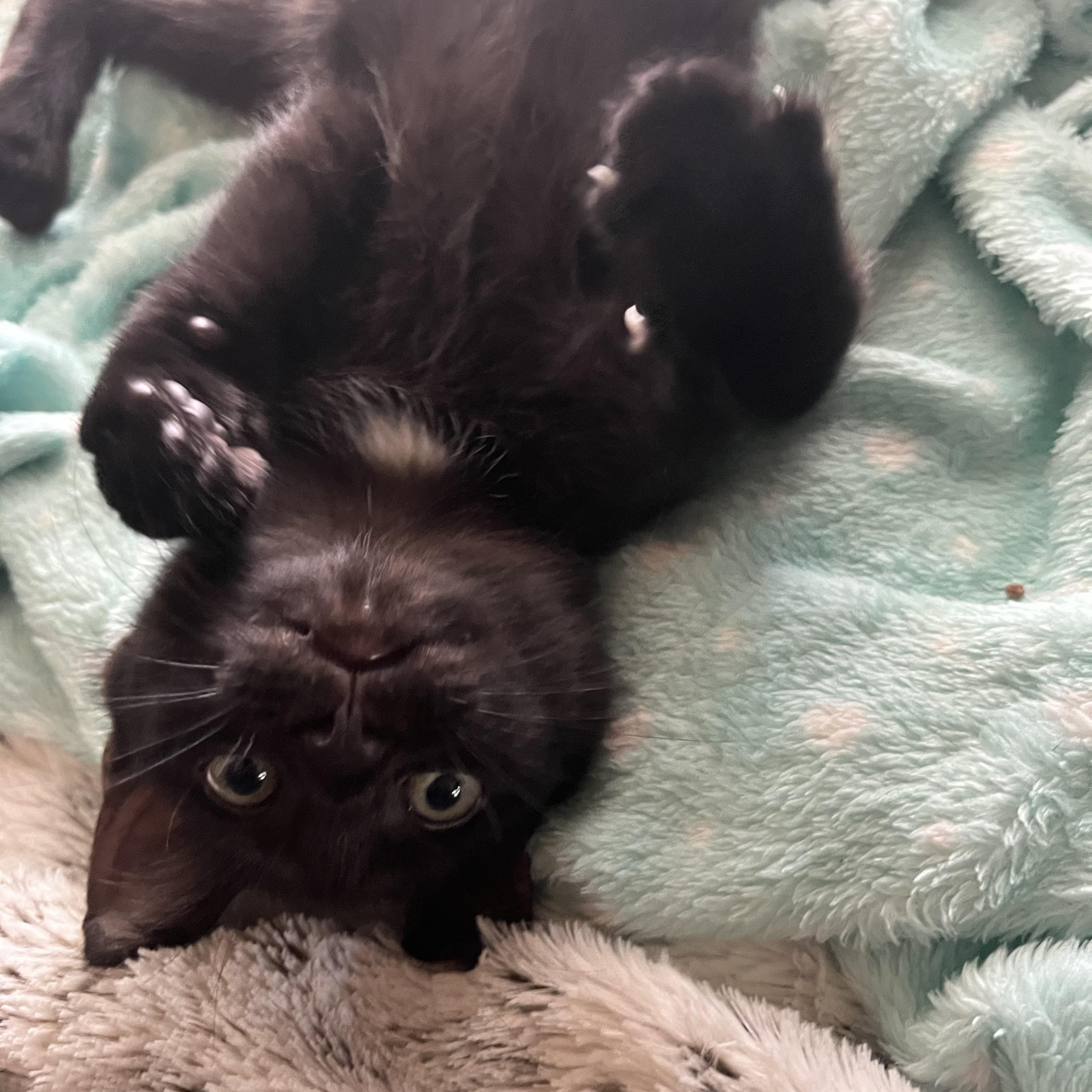 Piper, Baby Female unknown