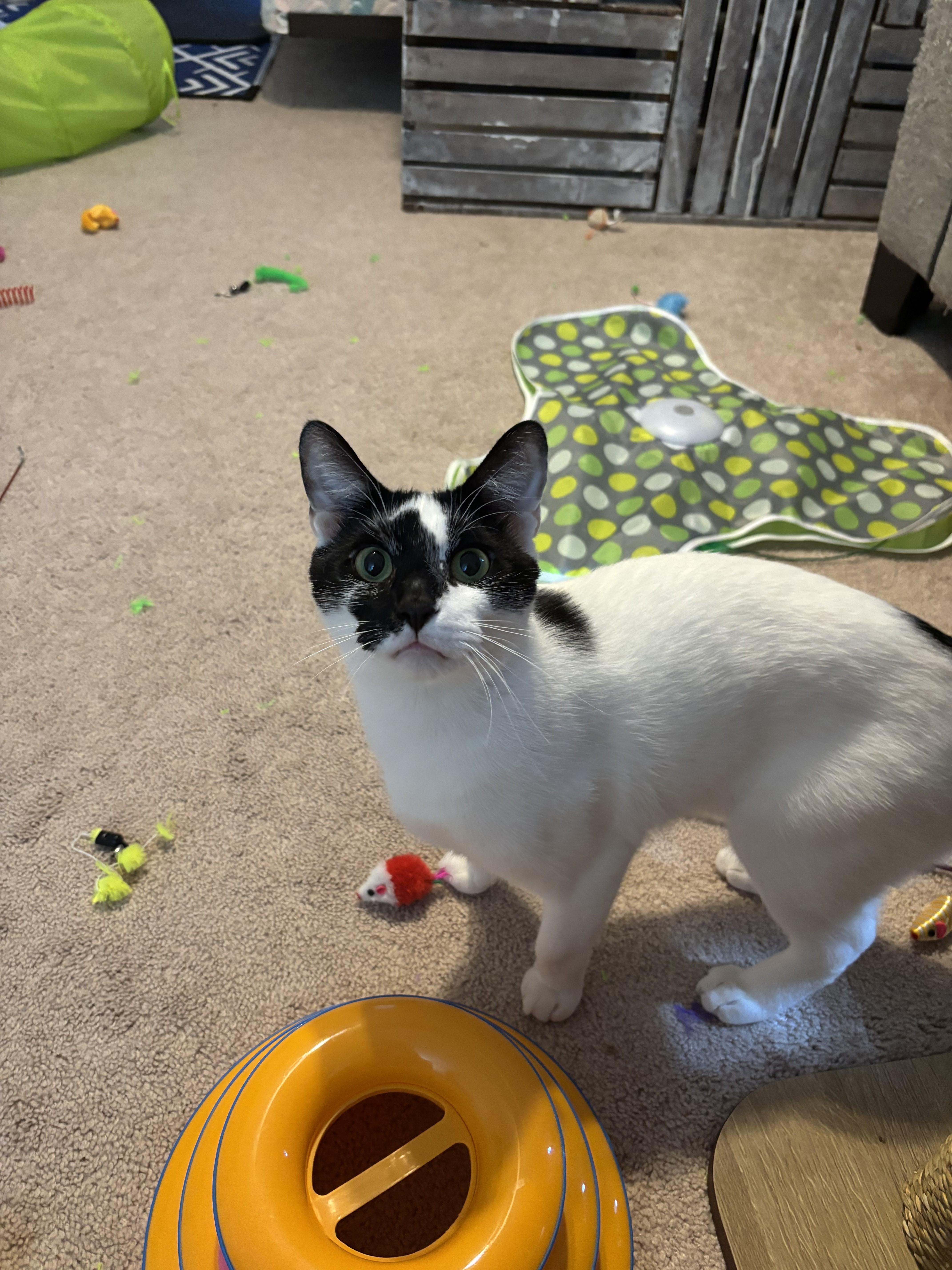 Otis (Courtesy Post), a Adoptable Tuxedo in Raleigh, NC image 2/6