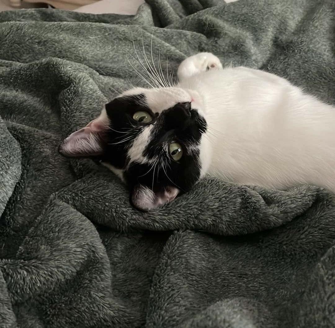 Otis (Courtesy Post), a Adoptable Tuxedo in Raleigh, NC image 3/6