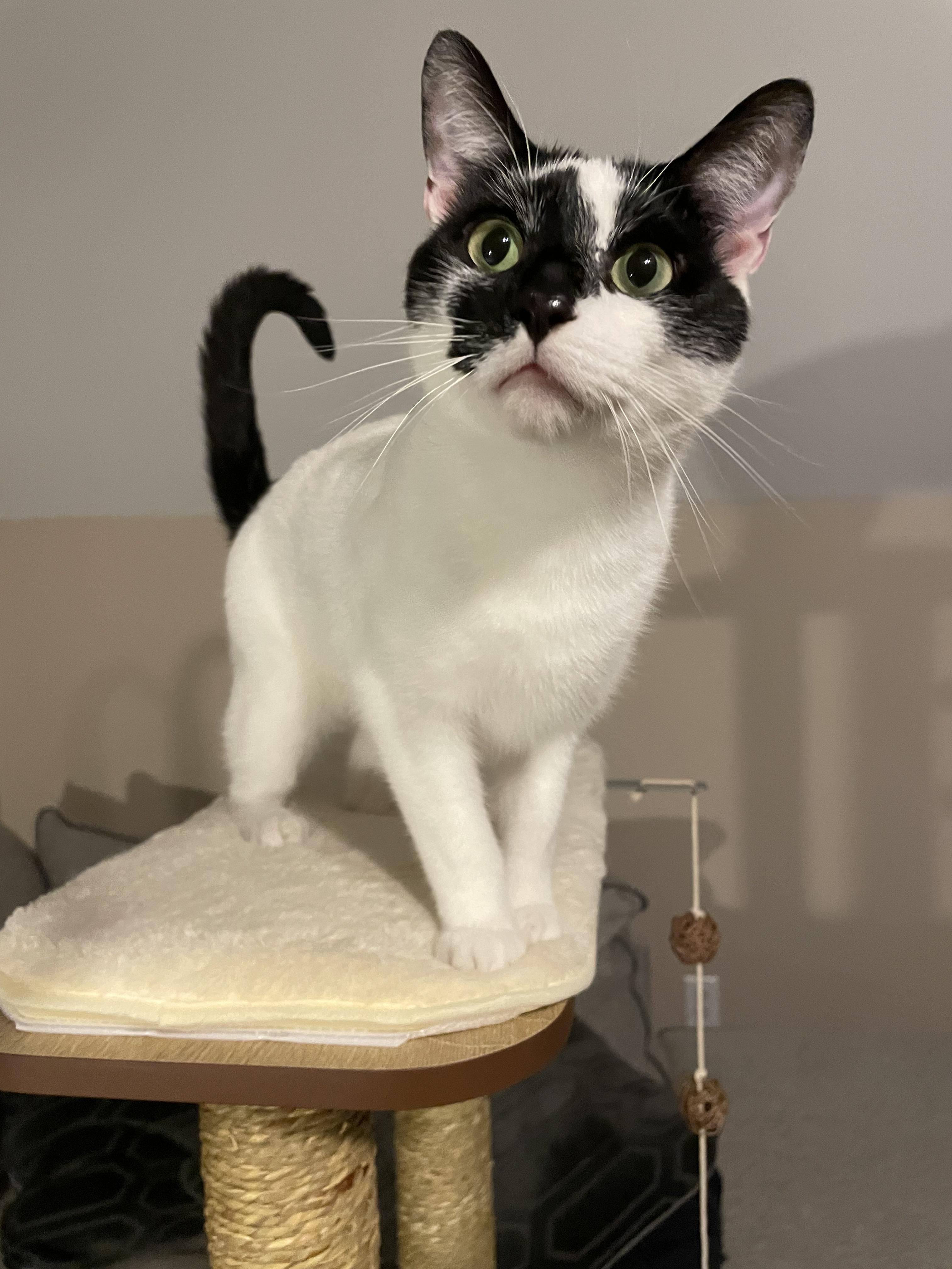 Otis (Courtesy Post)