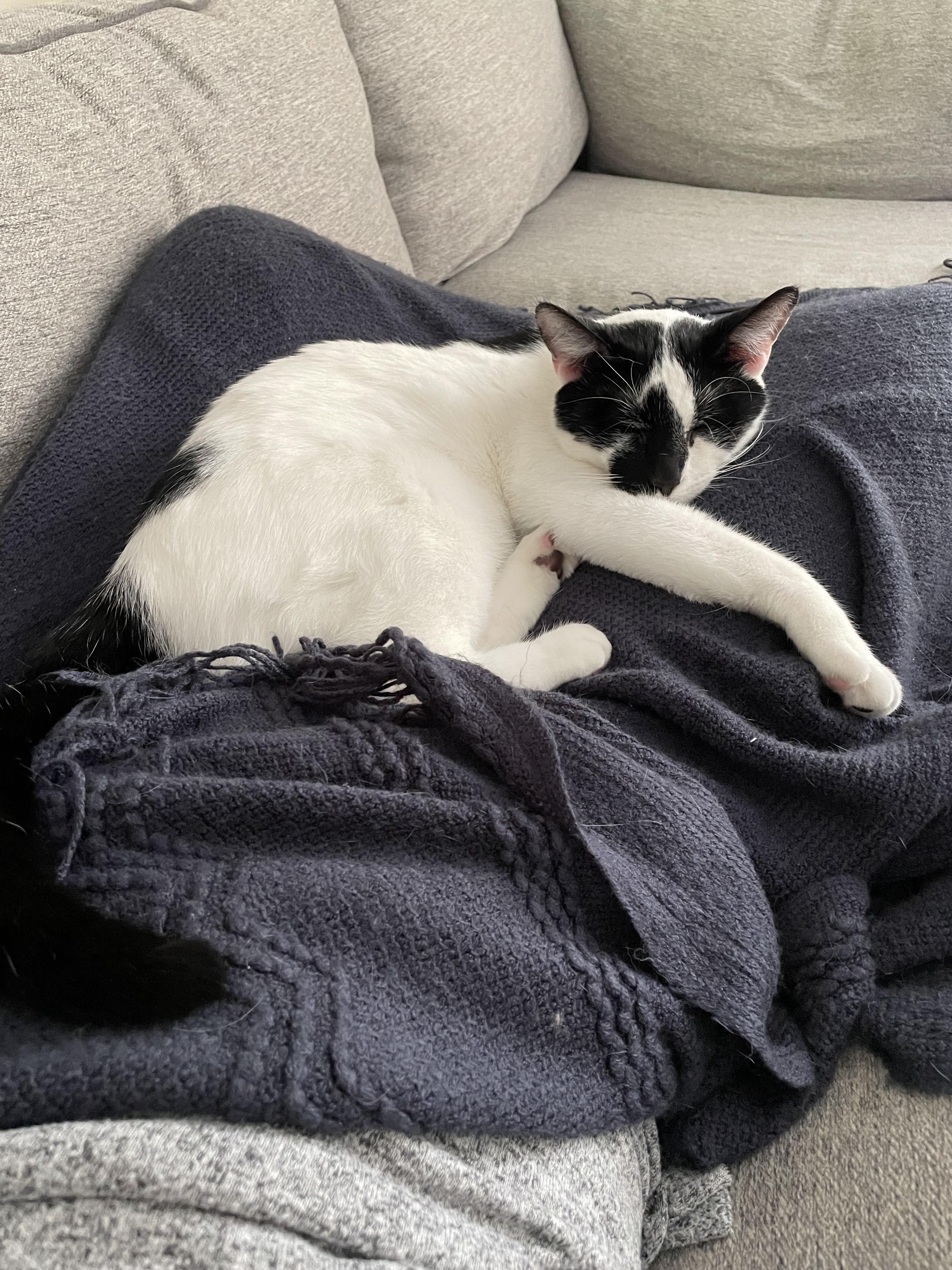 Otis (Courtesy Post)