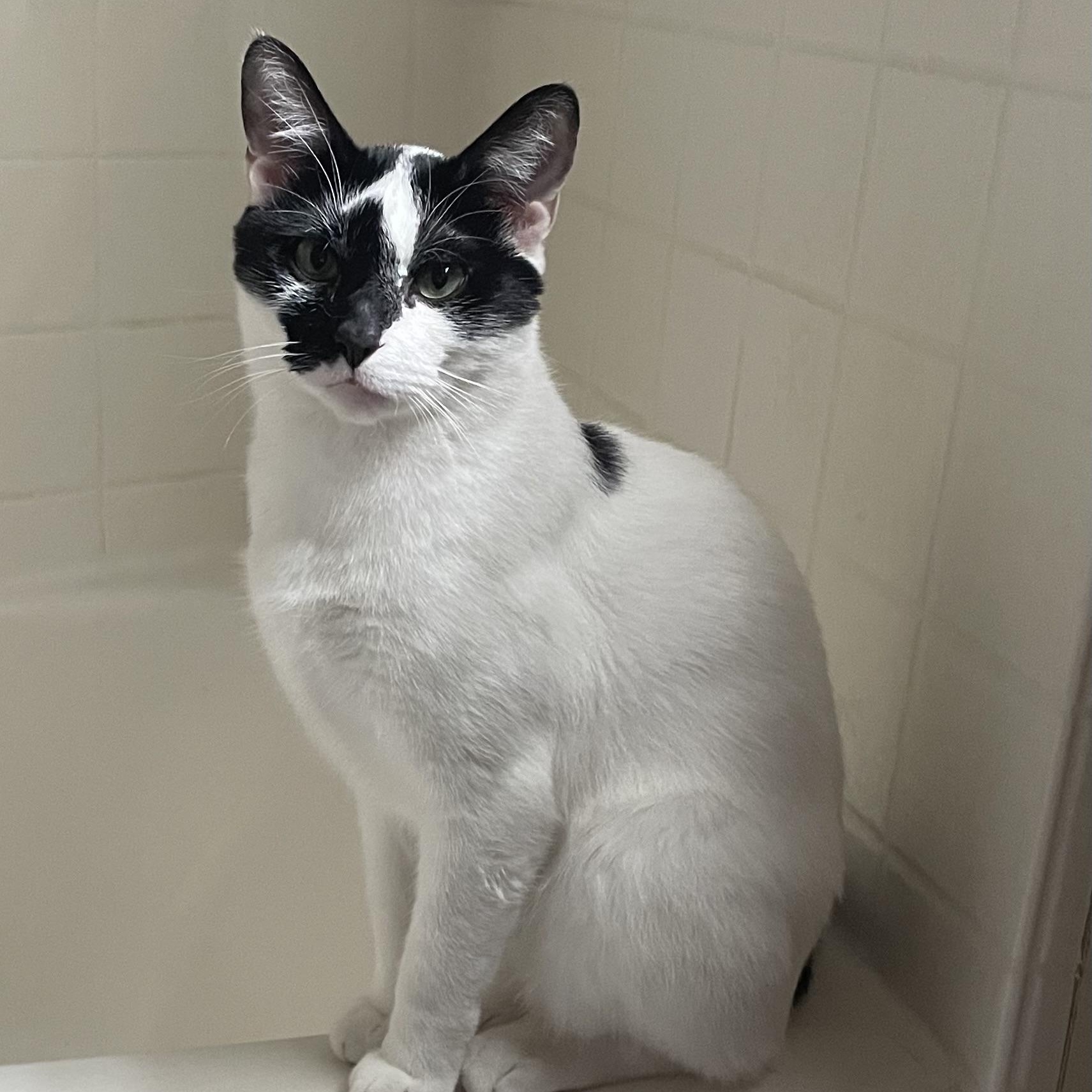 Otis (Courtesy Post), Adoptable, Young Male Tuxedo.