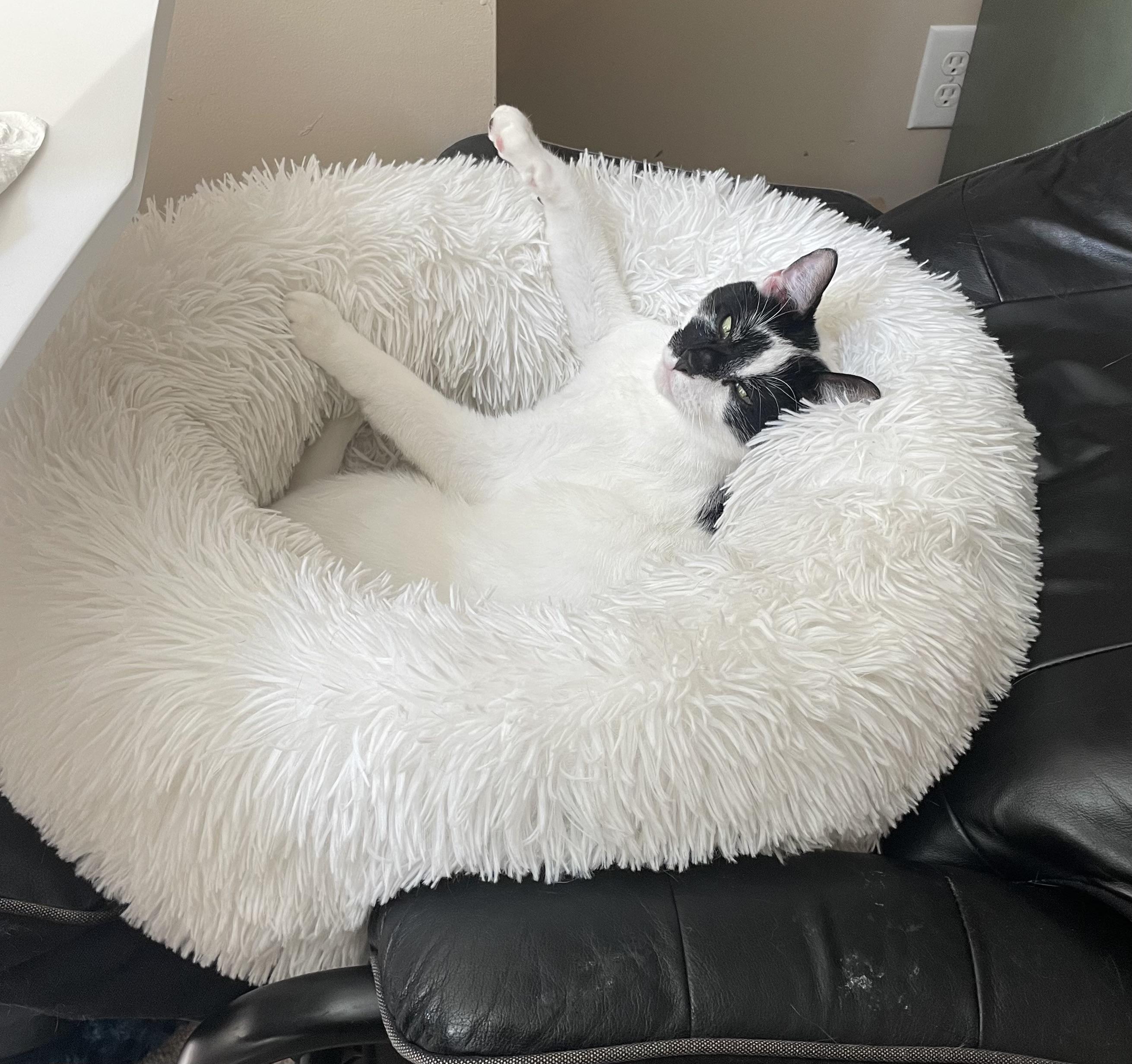 Otis (Courtesy Post), a Adoptable Tuxedo in Raleigh, NC image 6/6