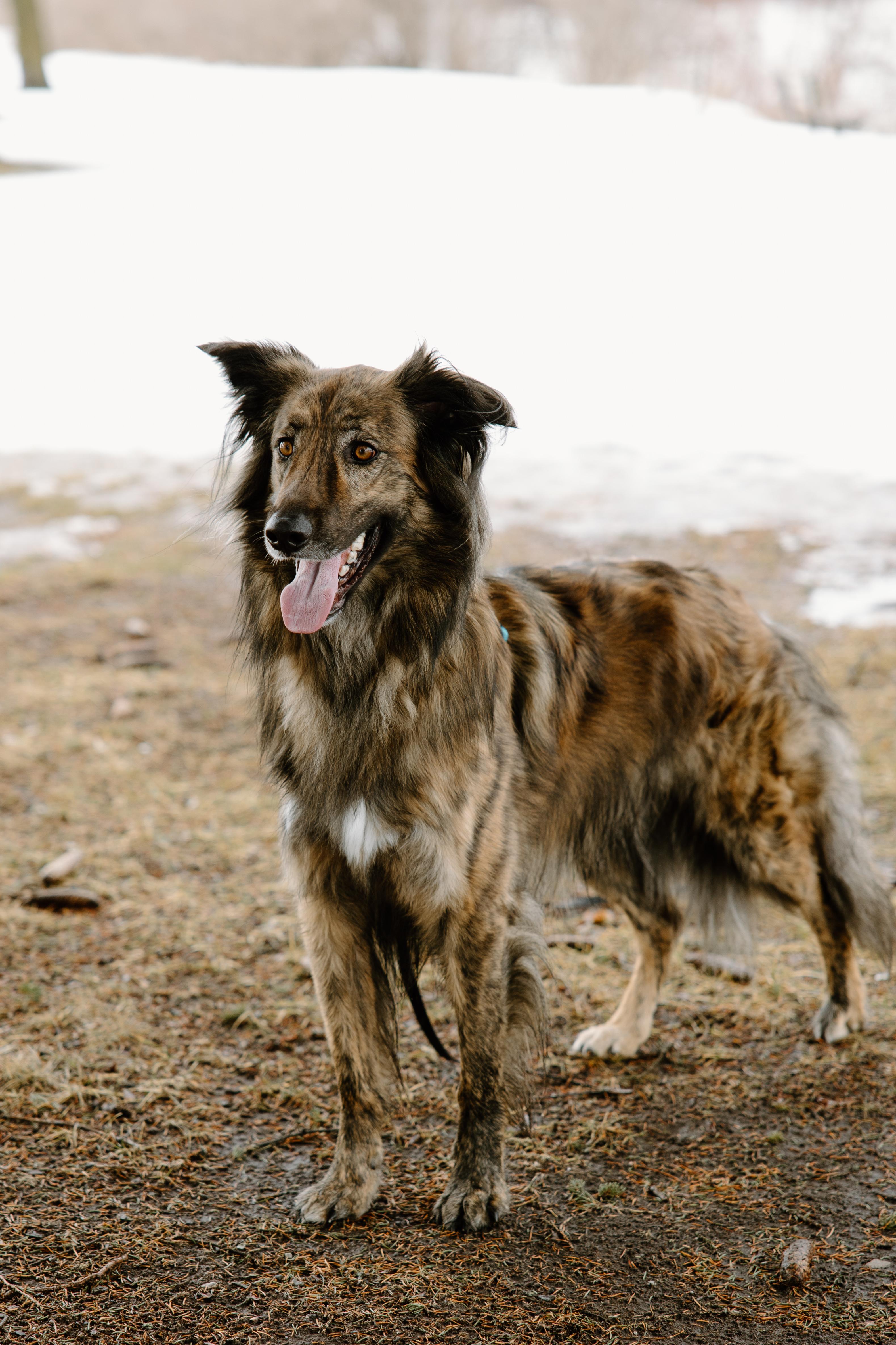 Cosmo, a ADOPTABLE mixed breed in Mississauga, ON image 2/5