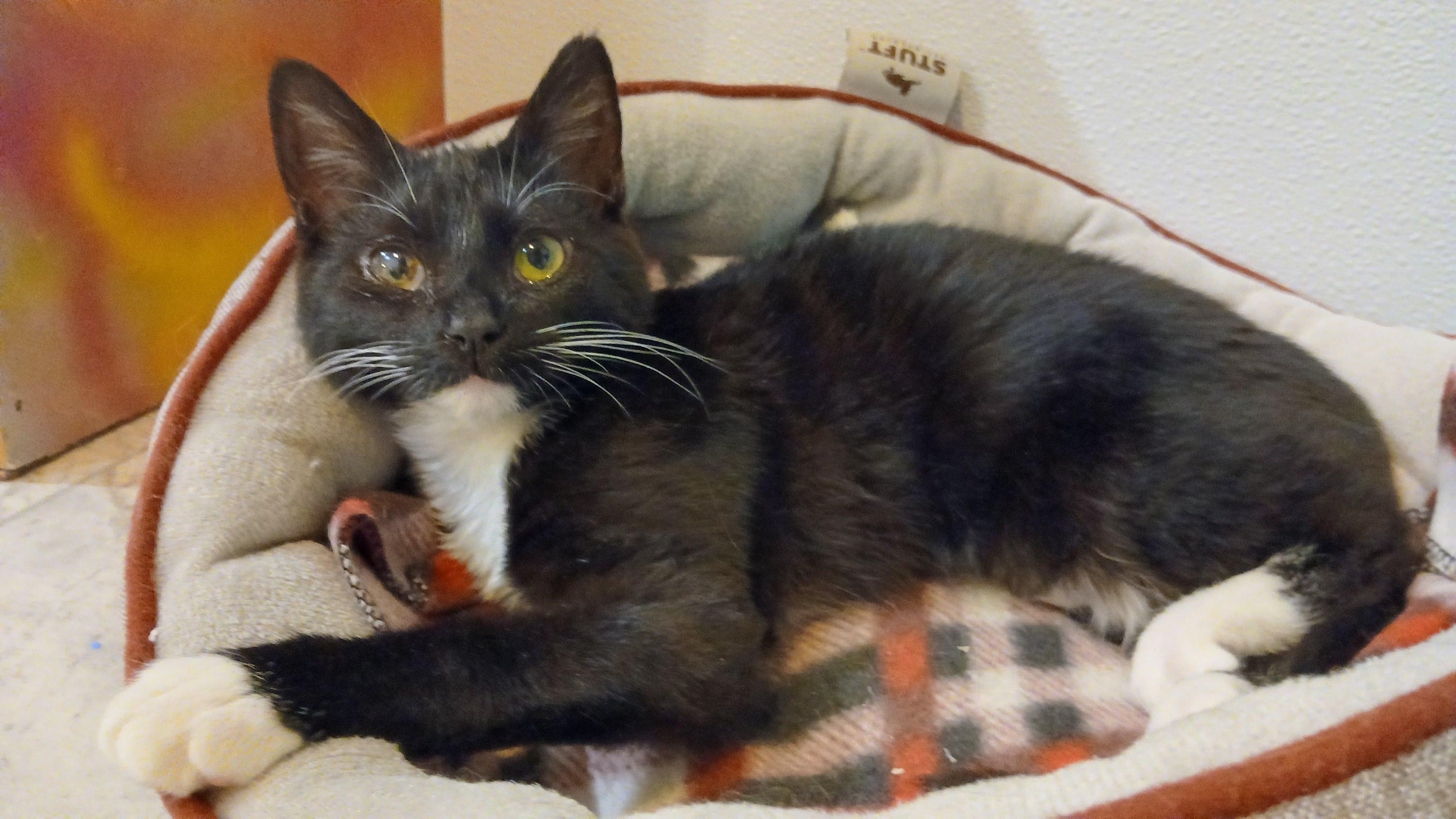 Enlarge Lumi, a Adoptable Domestic Short Hair in Cullowhee, NC image 5/6