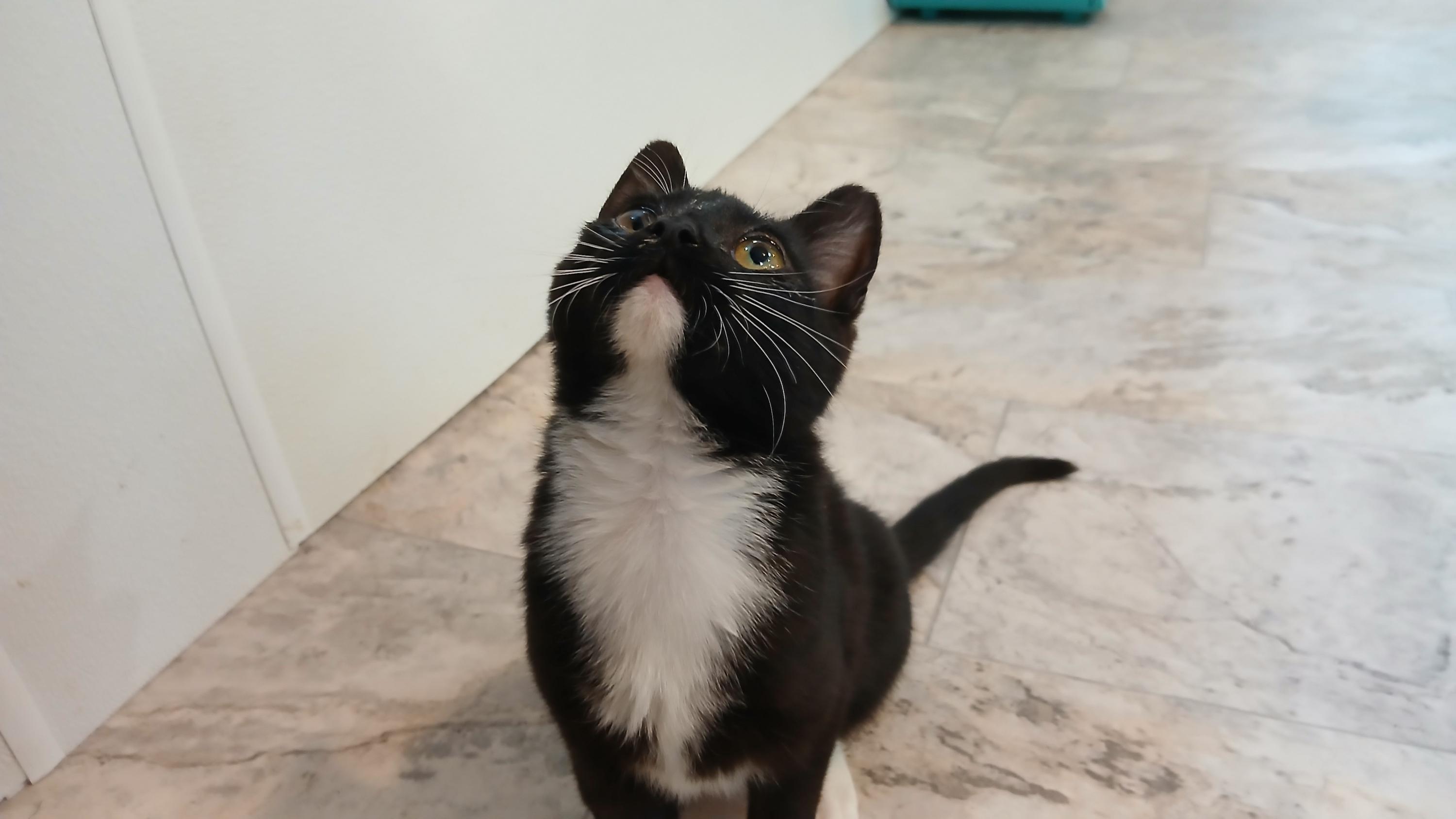 Enlarge Lumi, a Adoptable Domestic Short Hair in Cullowhee, NC image 6/6