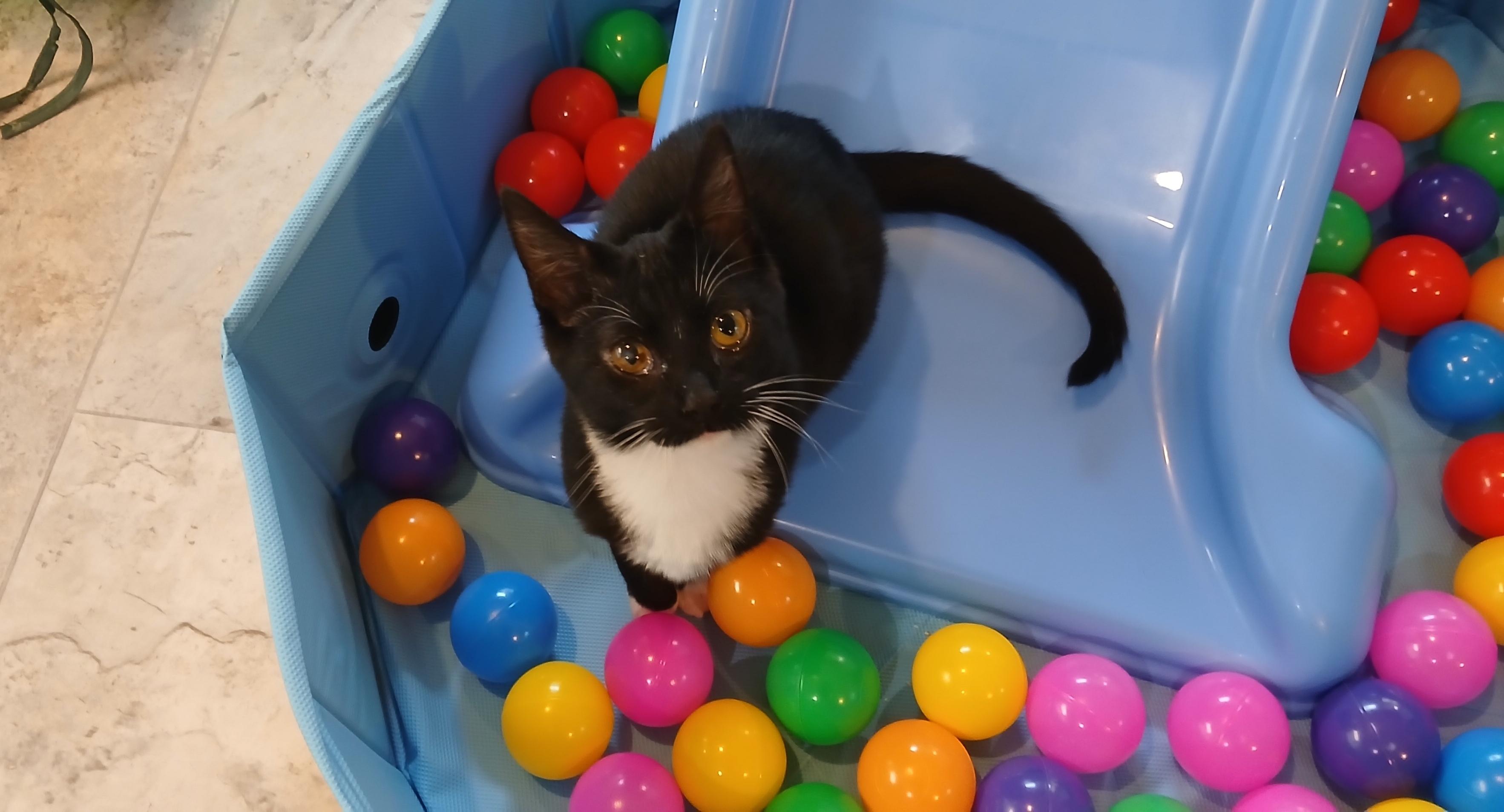 Enlarge Lumi, a Adoptable Domestic Short Hair in Cullowhee, NC image 1/6