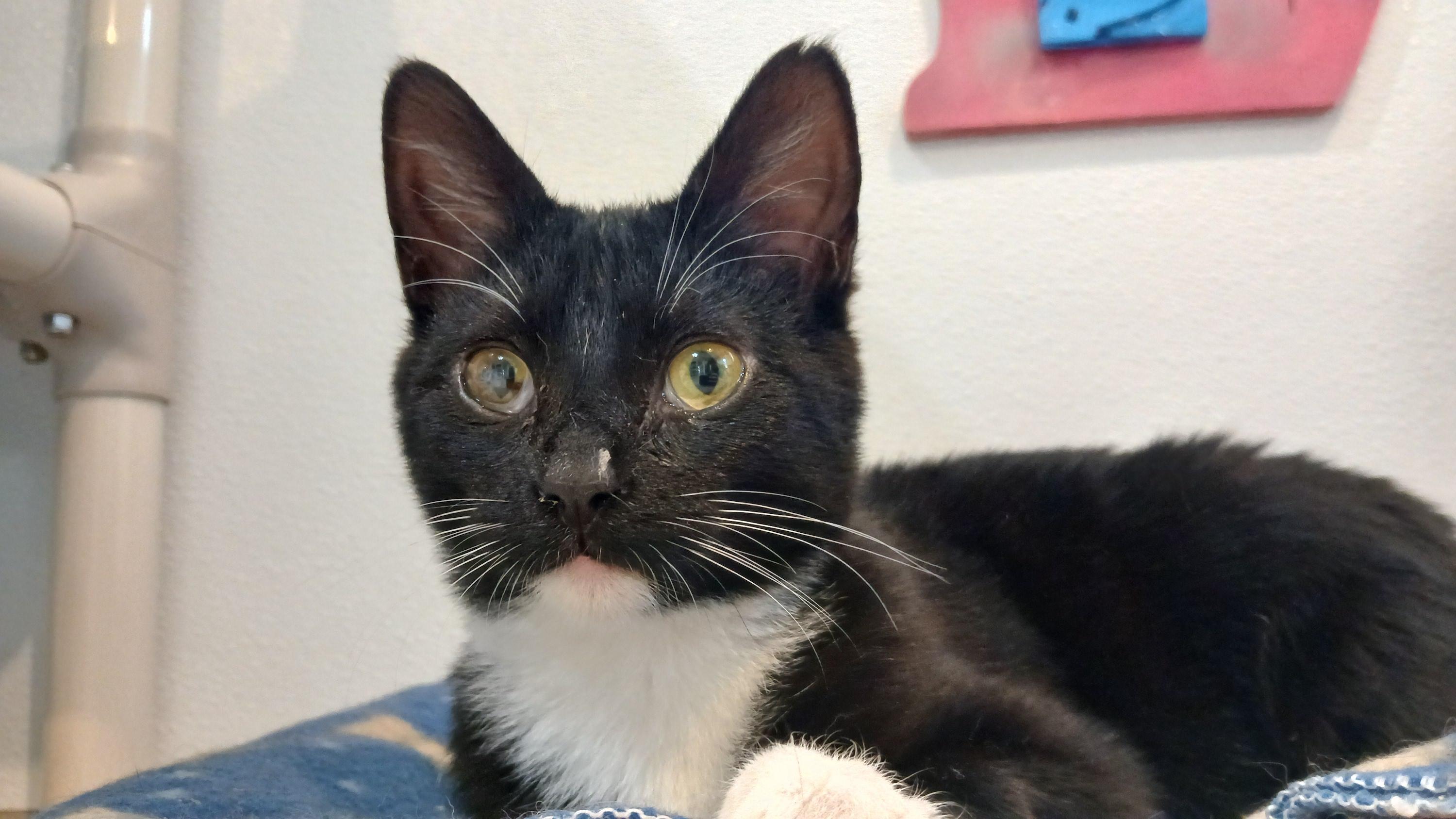 Enlarge Lumi, a Adoptable Domestic Short Hair in Cullowhee, NC image 3/6