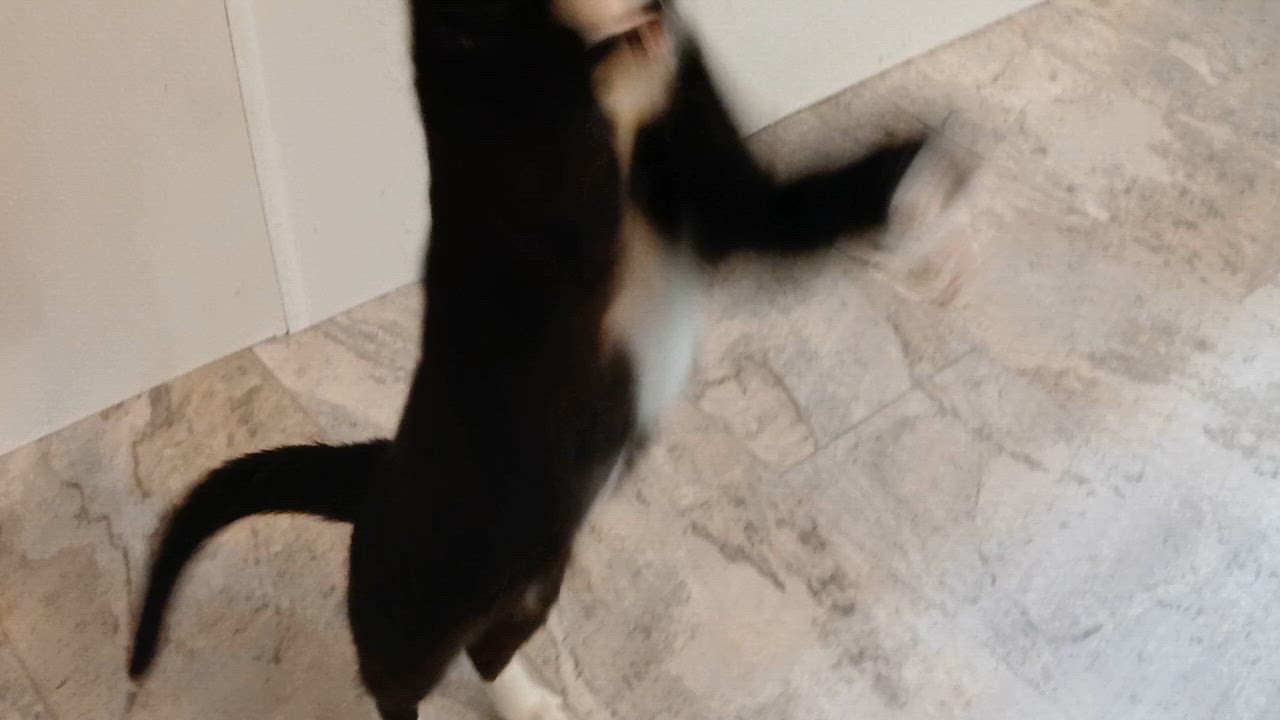 Enlarge Lumi, a Adoptable Domestic Short Hair in Cullowhee, NC video 2/6