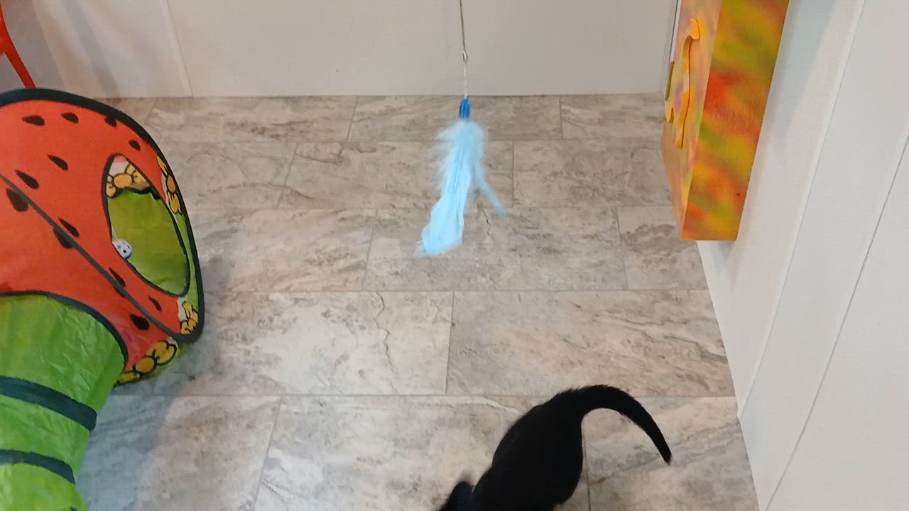 Enlarge Lumi, a Adoptable Domestic Short Hair in Cullowhee, NC video 4/6