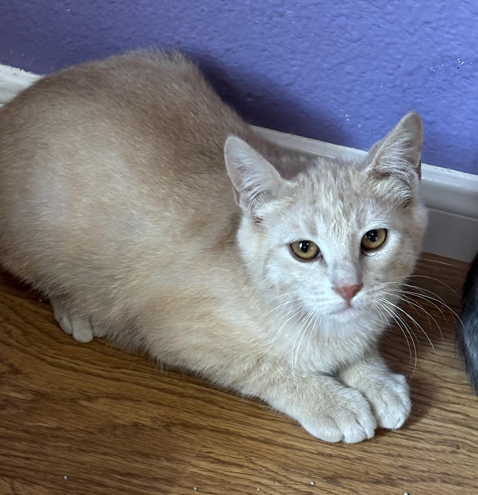 Enlarge Lux, a Adoptable Domestic Short Hair in The Woodlands, TX image 2/3