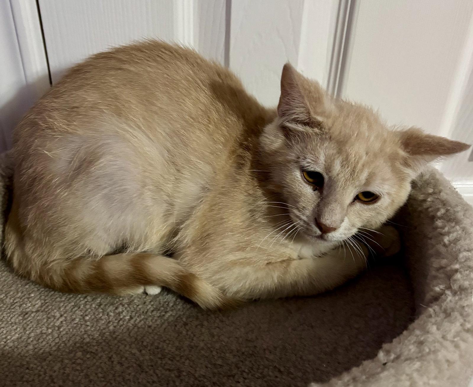 Enlarge Lux, a Adoptable Domestic Short Hair in The Woodlands, TX image 3/3