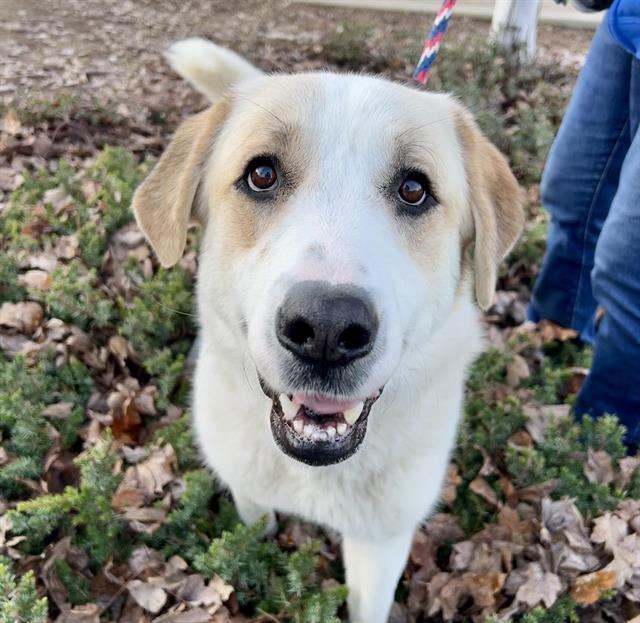 DANIELA, Adoptable, Young Female Anatolian Shepherd.