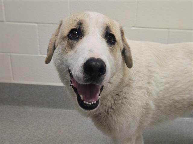 Enlarge DANIELA, a Adoptable Anatolian Shepherd in Auburn, CA image 1/1