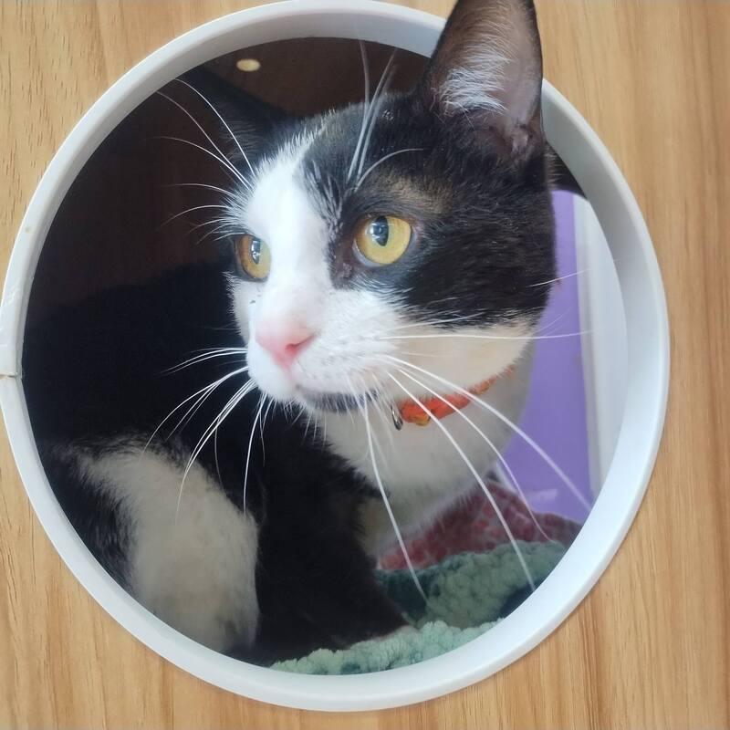 Beaver, Young Male Domestic Short Hair