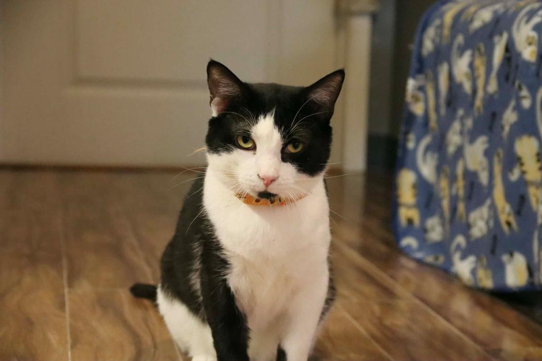 Beaver, a Adoptable Domestic Short Hair in Kalamazoo, MI image 4/4