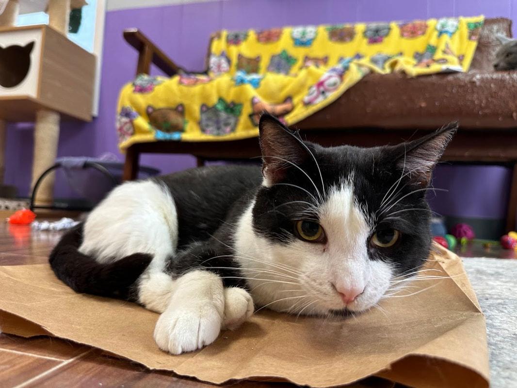 Beaver, a Adoptable Domestic Short Hair in Kalamazoo, MI image 1/4