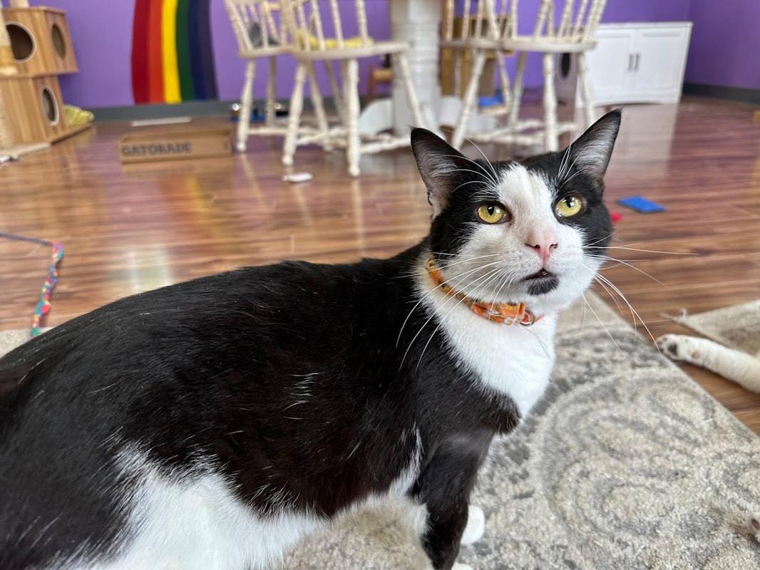 Beaver, a Adoptable Domestic Short Hair in Kalamazoo, MI image 3/4