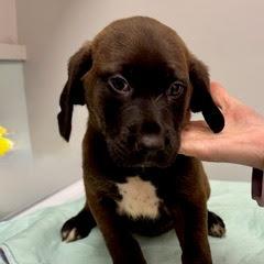 Enlarge Whole Foods, a Adoptable Black Labrador Retriever in North Charleston, SC image 2/3