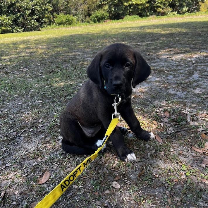 Enlarge Whole Foods, a Adoptable Black Labrador Retriever in North Charleston, SC image 3/3