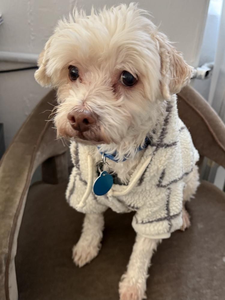 Marshmallow, Adoptable, Adult Male Maltese & Poodle.